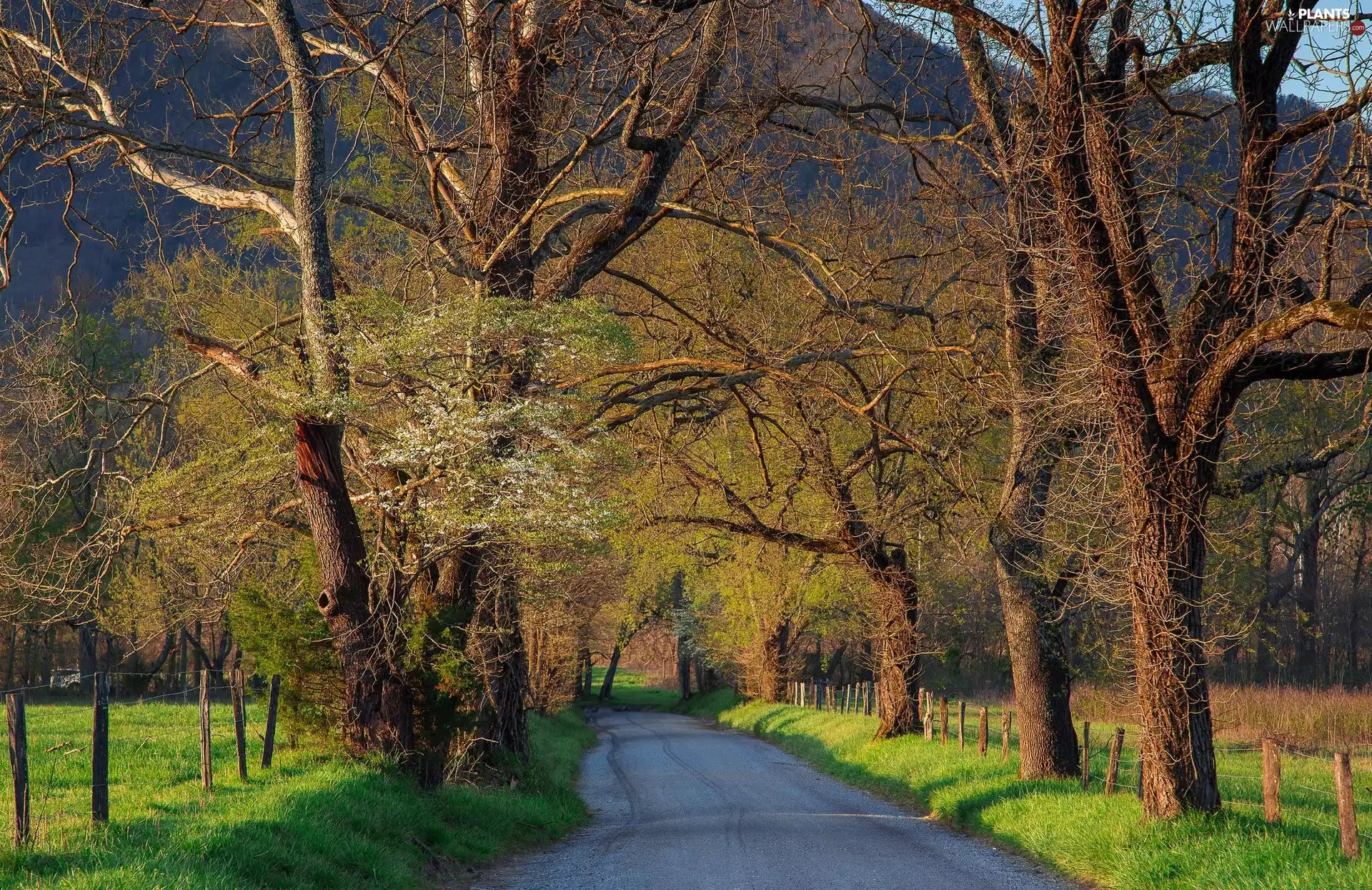 viewes, Way, Green, grass, Spring, trees