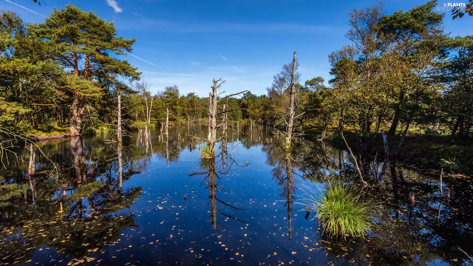 cluster, grass, trees, viewes, lake