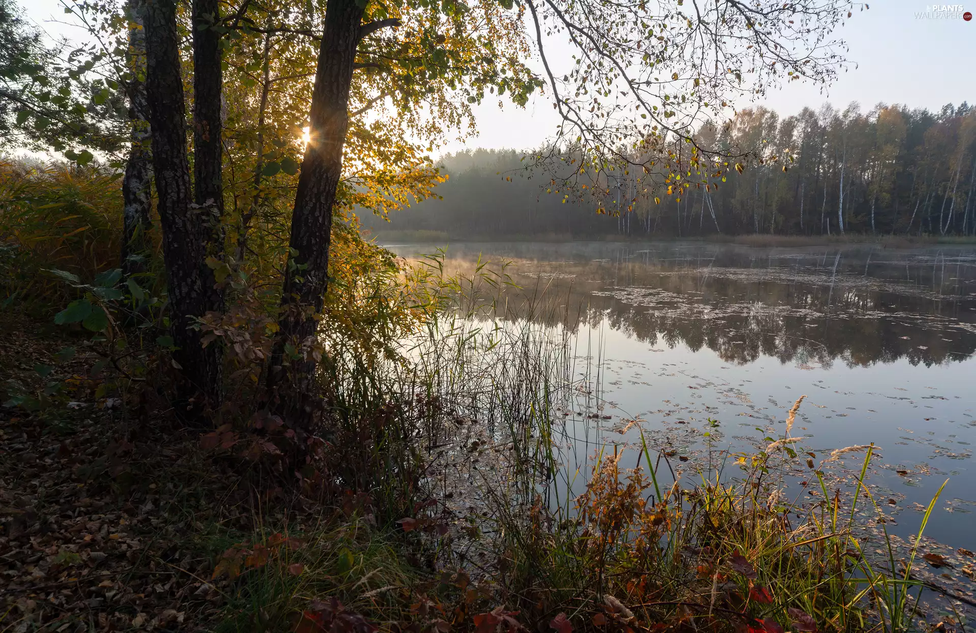 rushes, grass, trees, viewes, lake