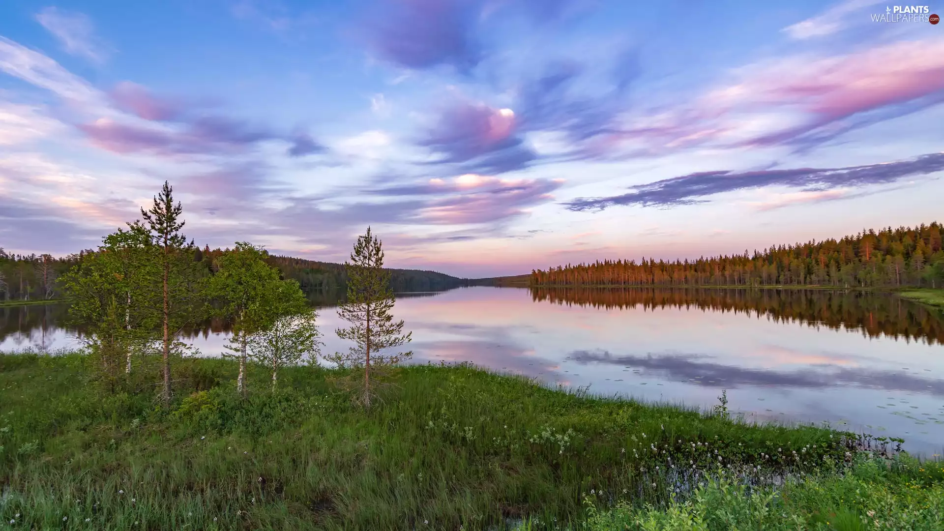 woods, grass, trees, viewes, lake