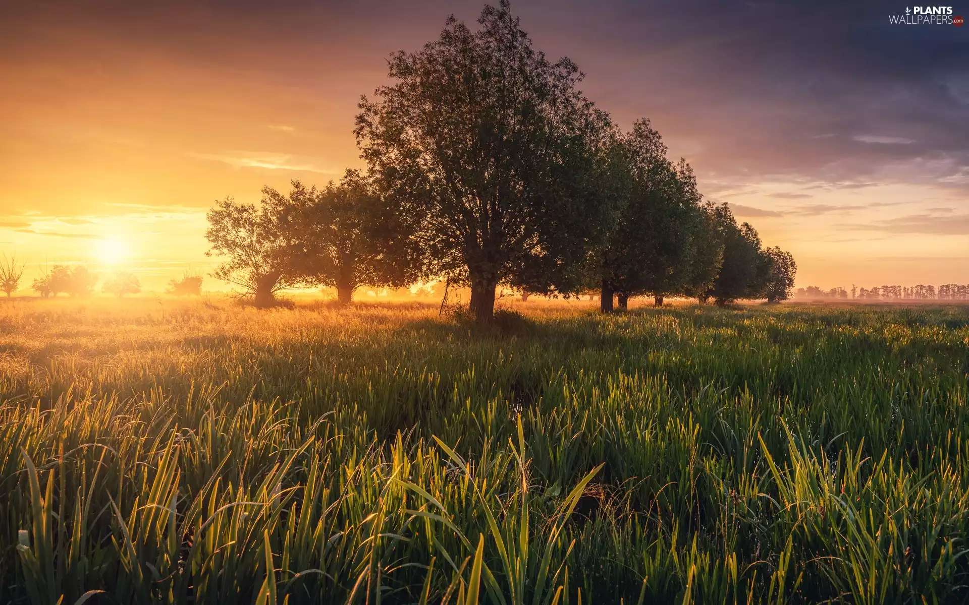 Sunrise, grass, trees, viewes, Meadow