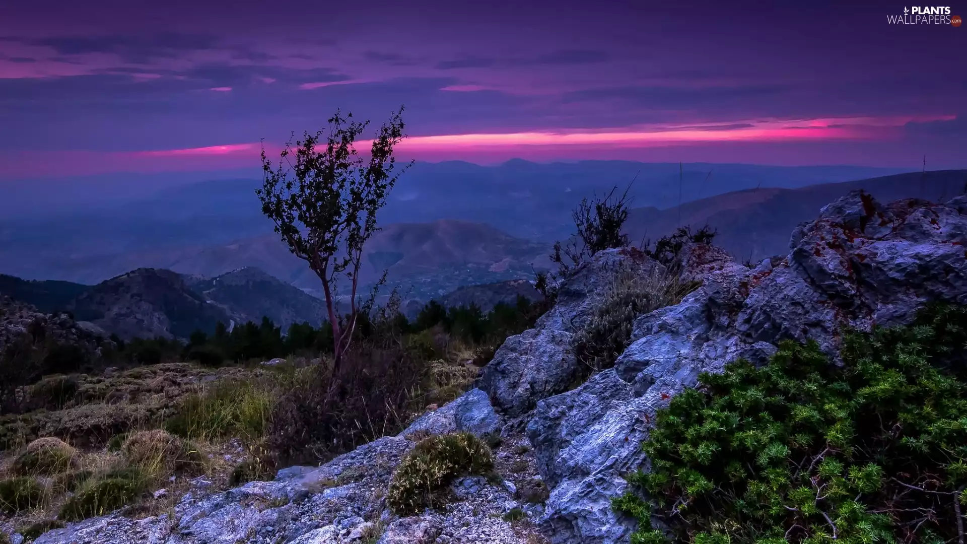 Stones, grass, trees, viewes, Mountains