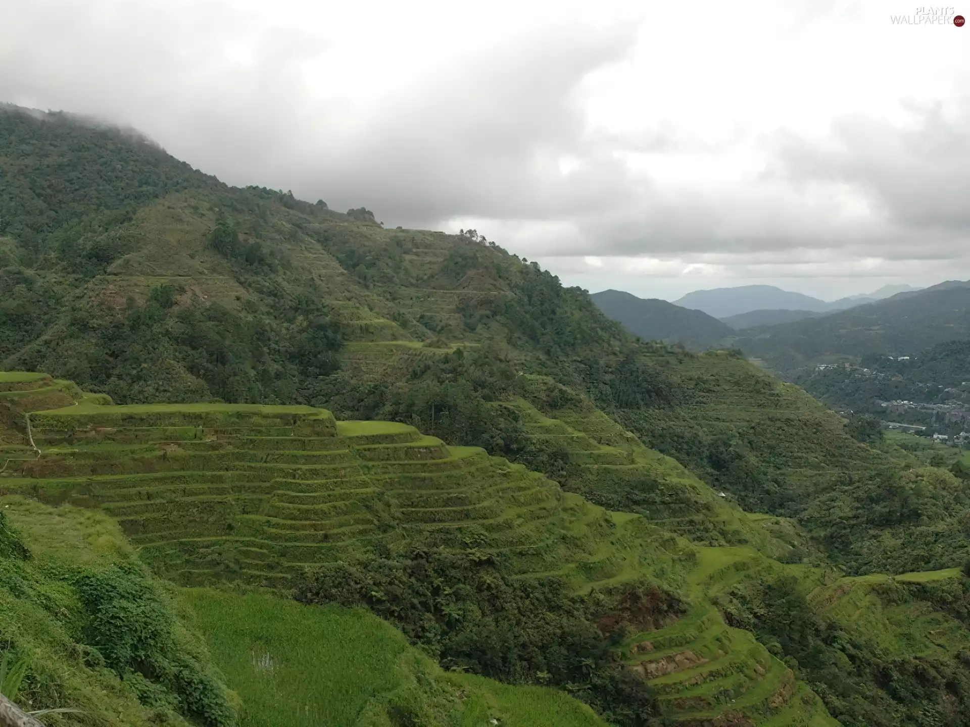 grass, Mountains, trees