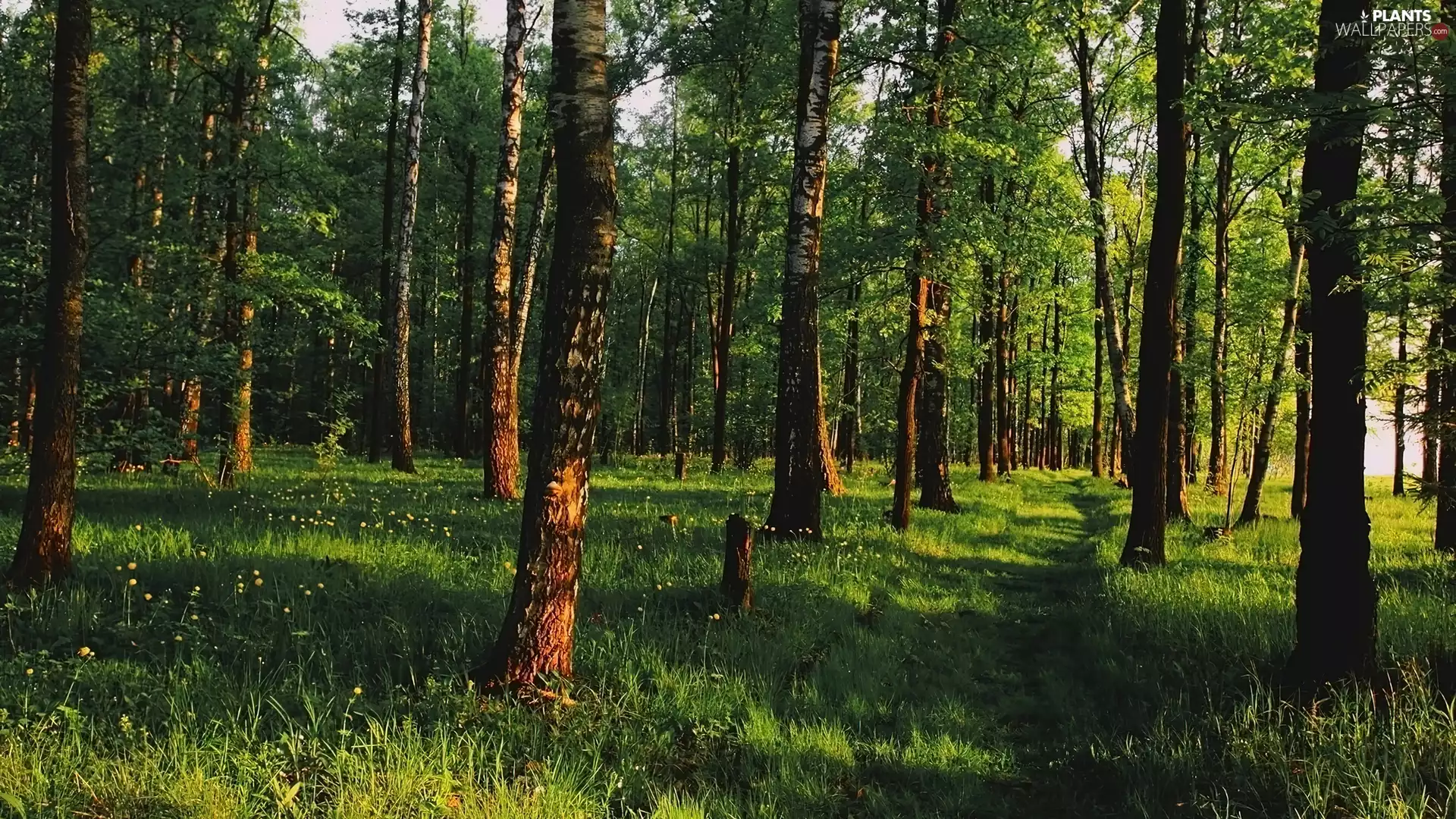 viewes, forest, Path, grass, birch, trees