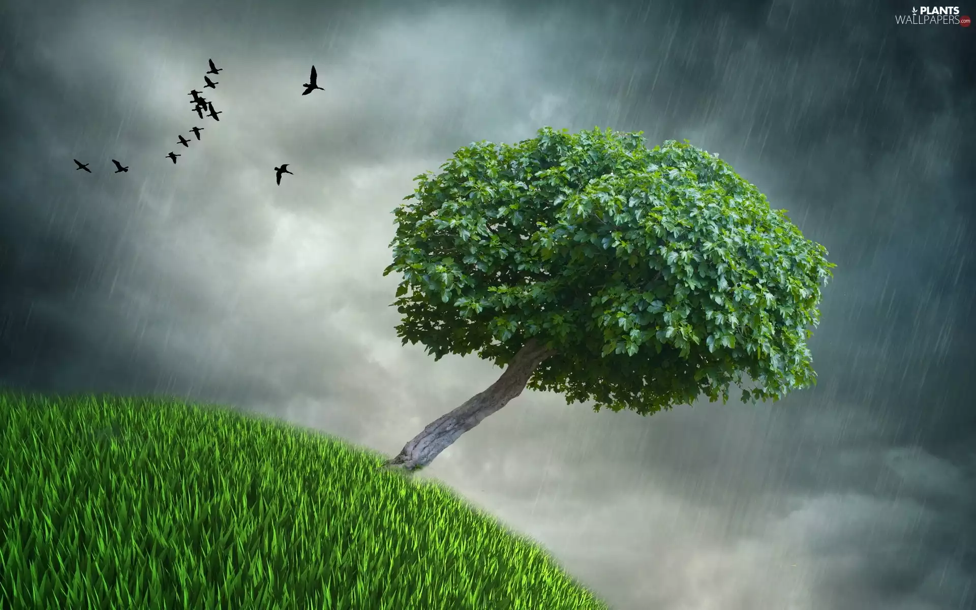 trees, birds, Rain, grass