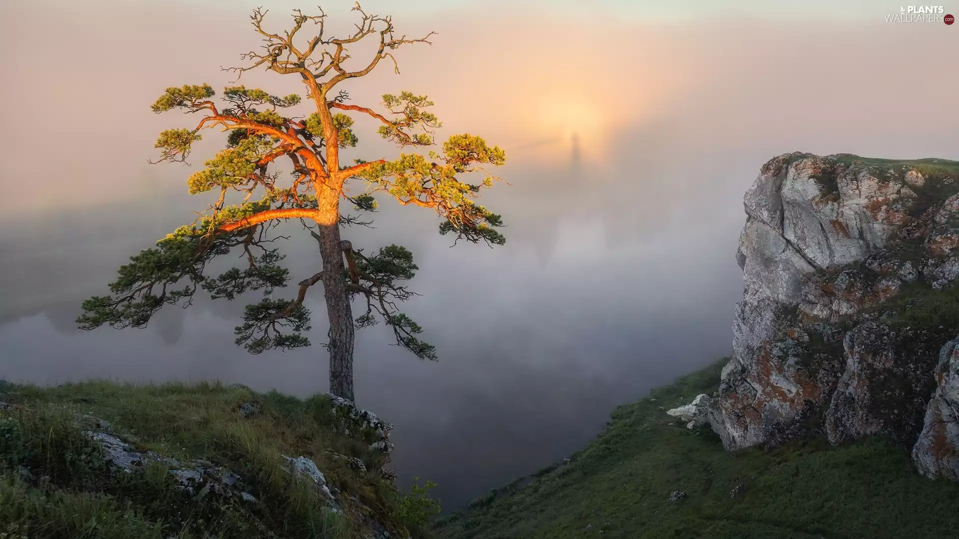 Fog, grass, trees, pine, rocks
