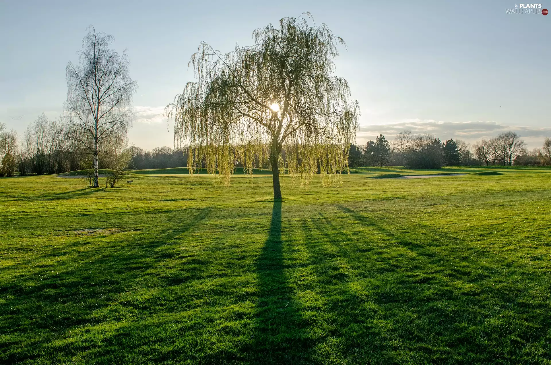 Meadow, grass, trees, viewes, Spring