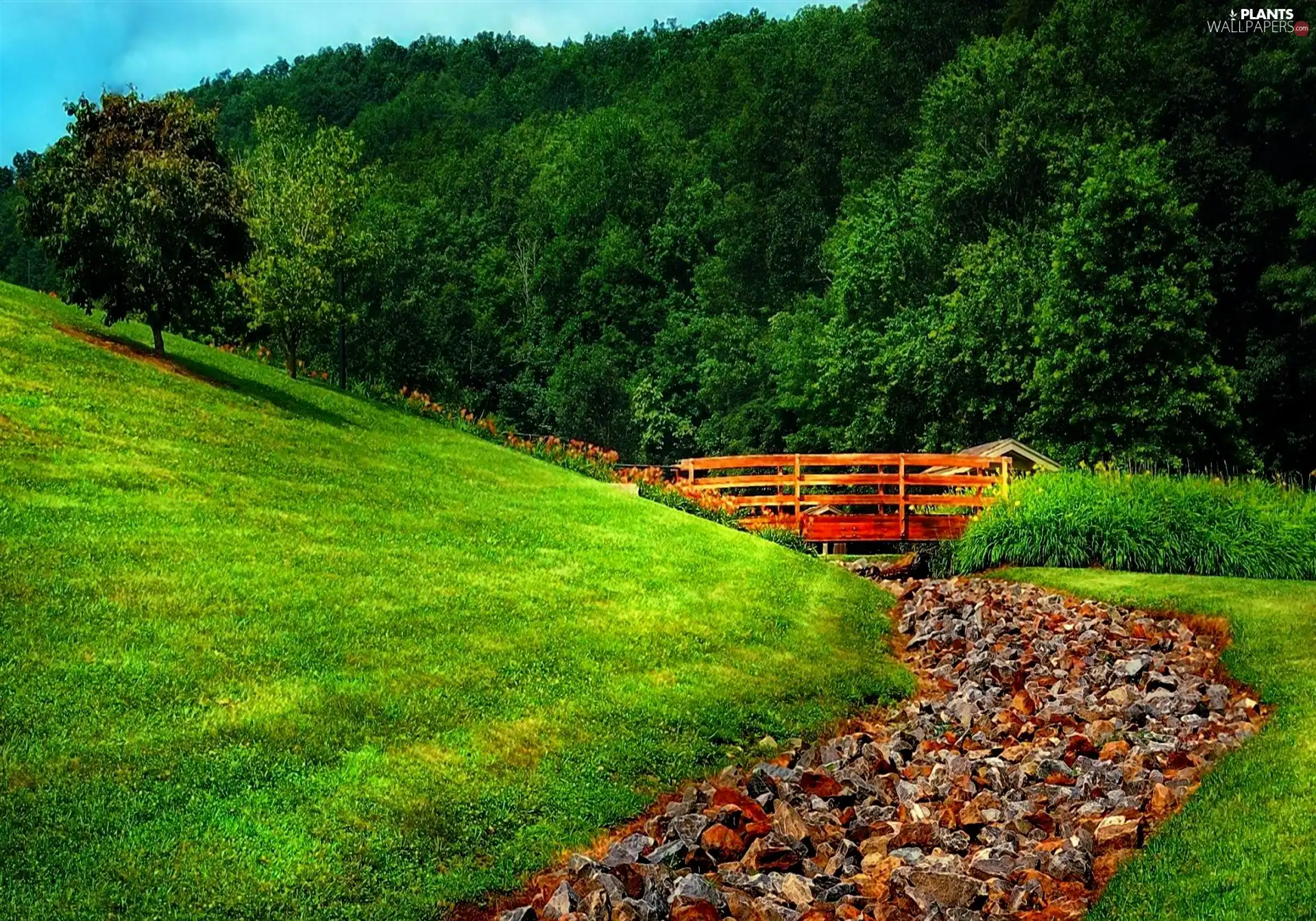 trees, Stones, grass, viewes