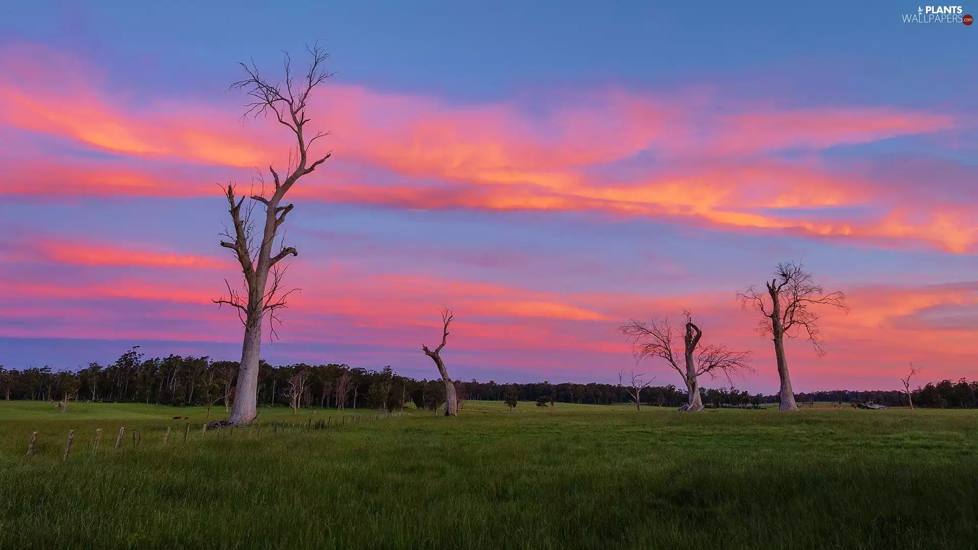 viewes, withered, sun, grass, west, trees