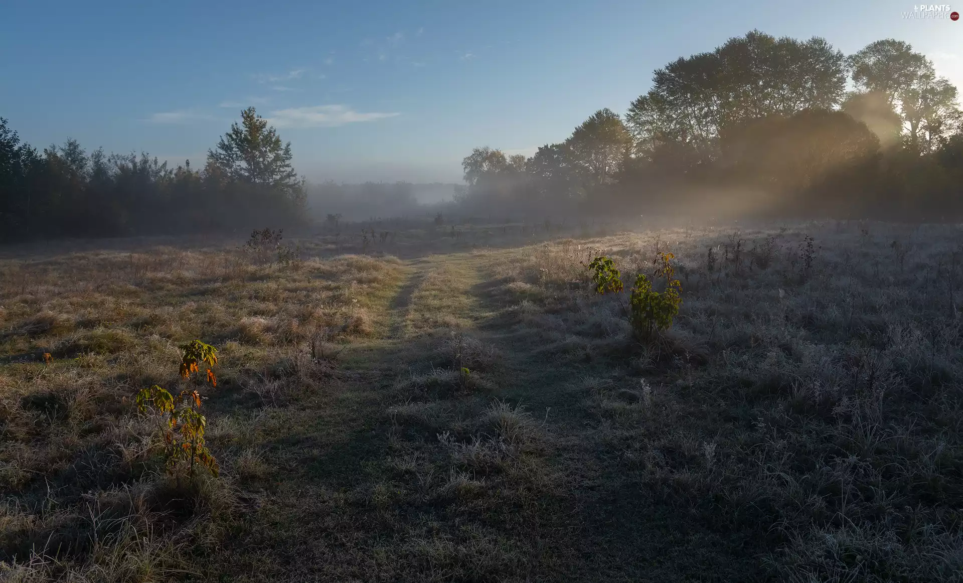 Plants, Meadow, viewes, grass, autumn, trees, Fog