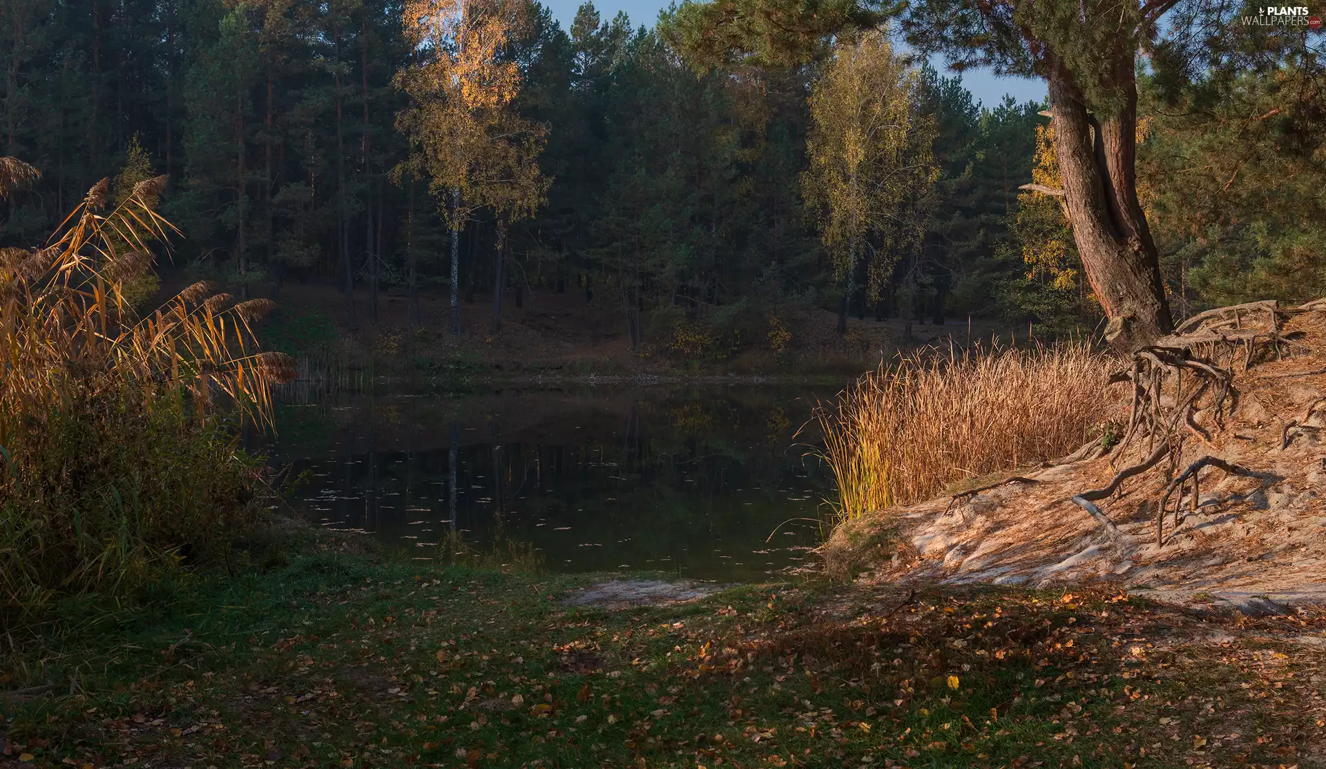 forest, River, viewes, grass, autumn, trees, Leaf