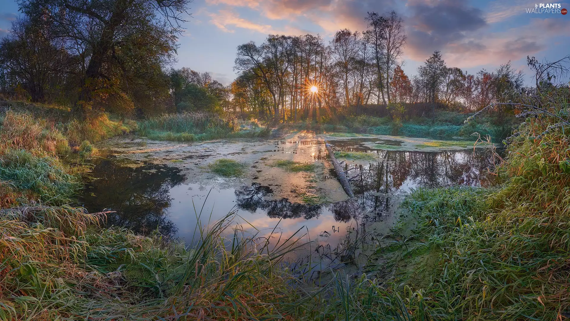 grass, rays of the Sun, trees, viewes, Pond - car