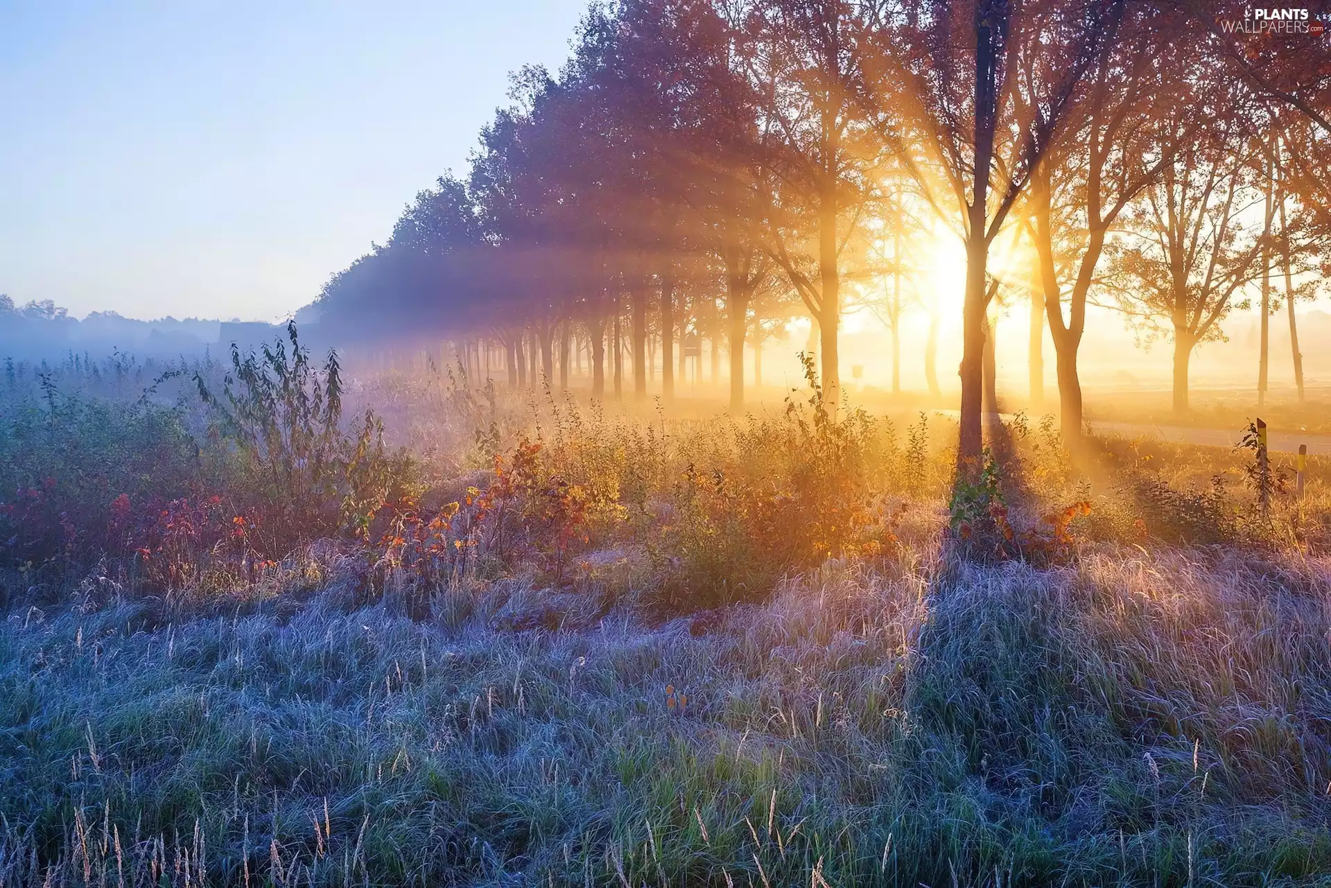 sun, grass, viewes, rays, trees