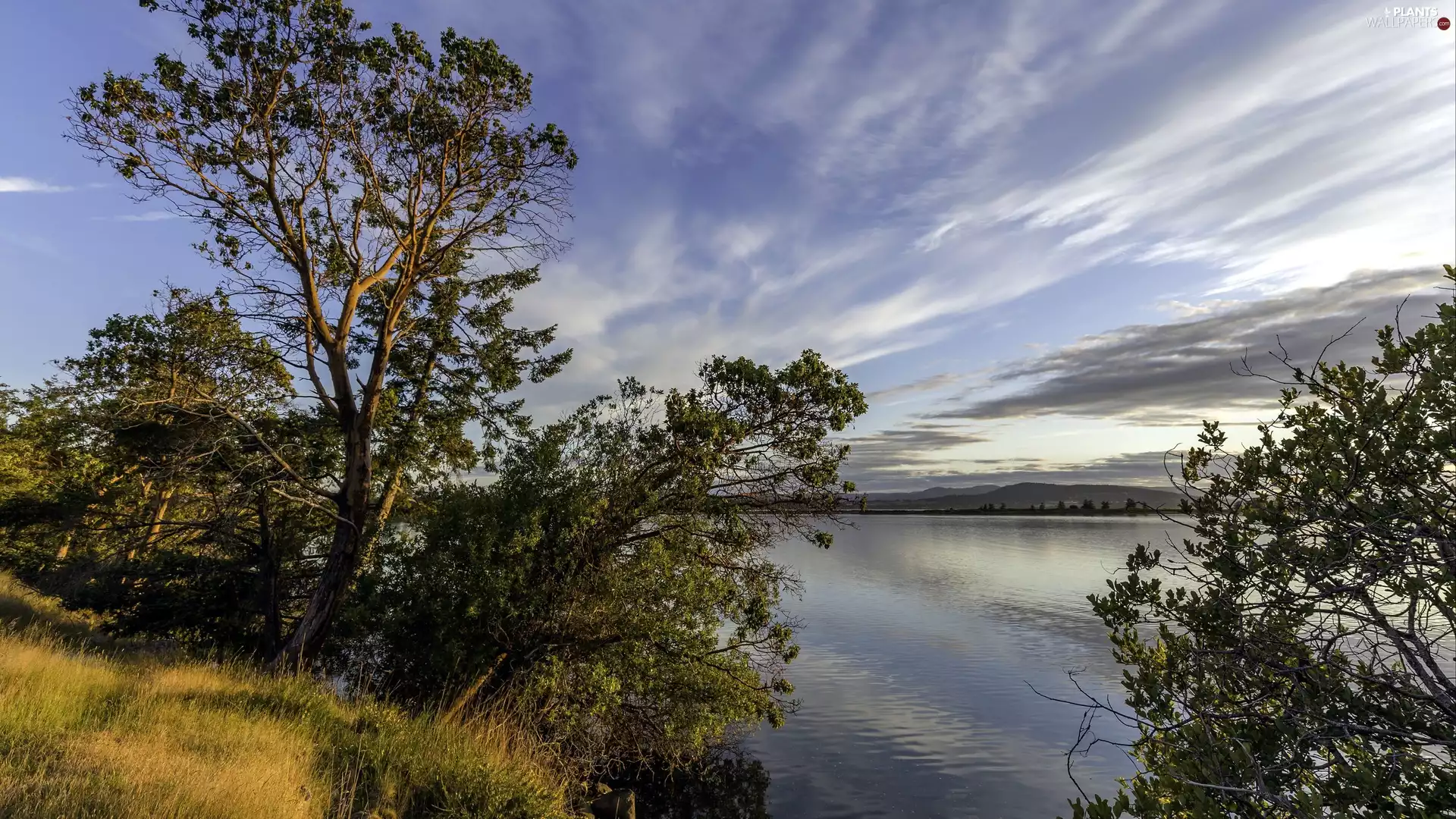 clouds, grass, viewes, River, trees