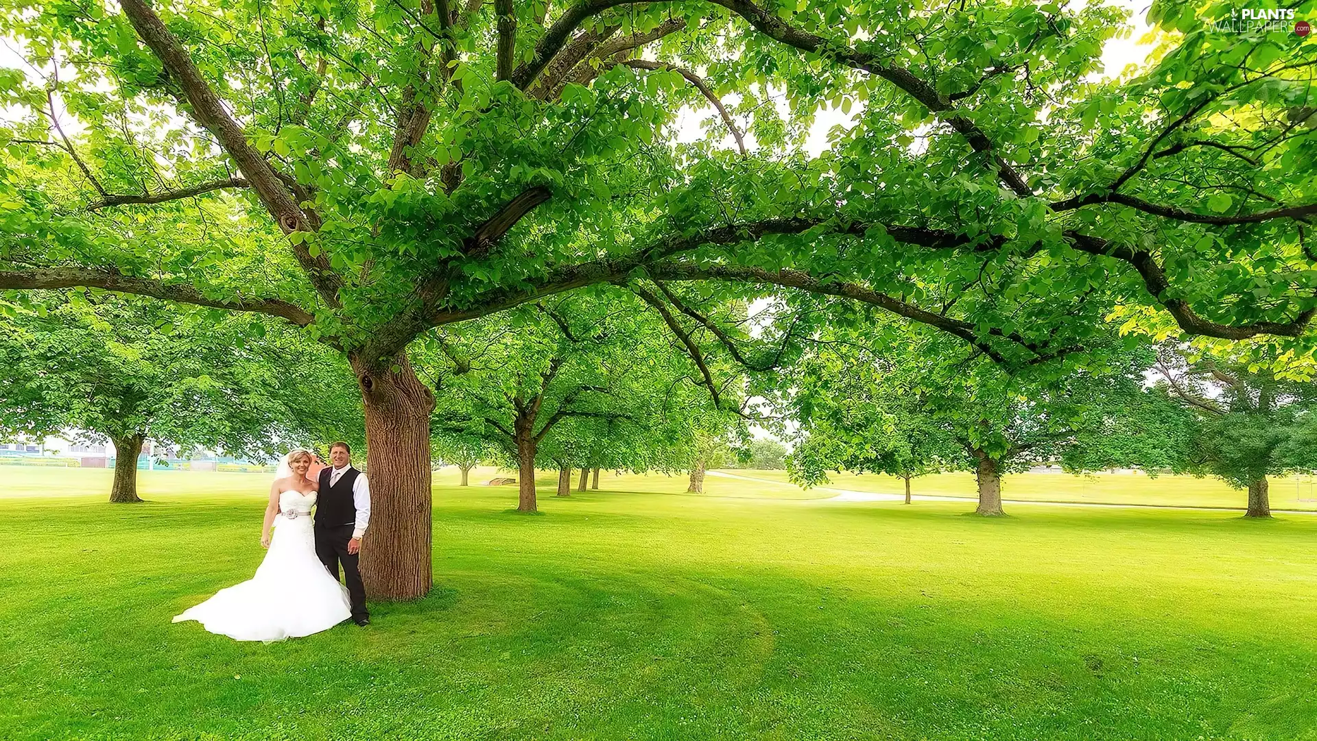 young, grass, viewes, Steam, trees