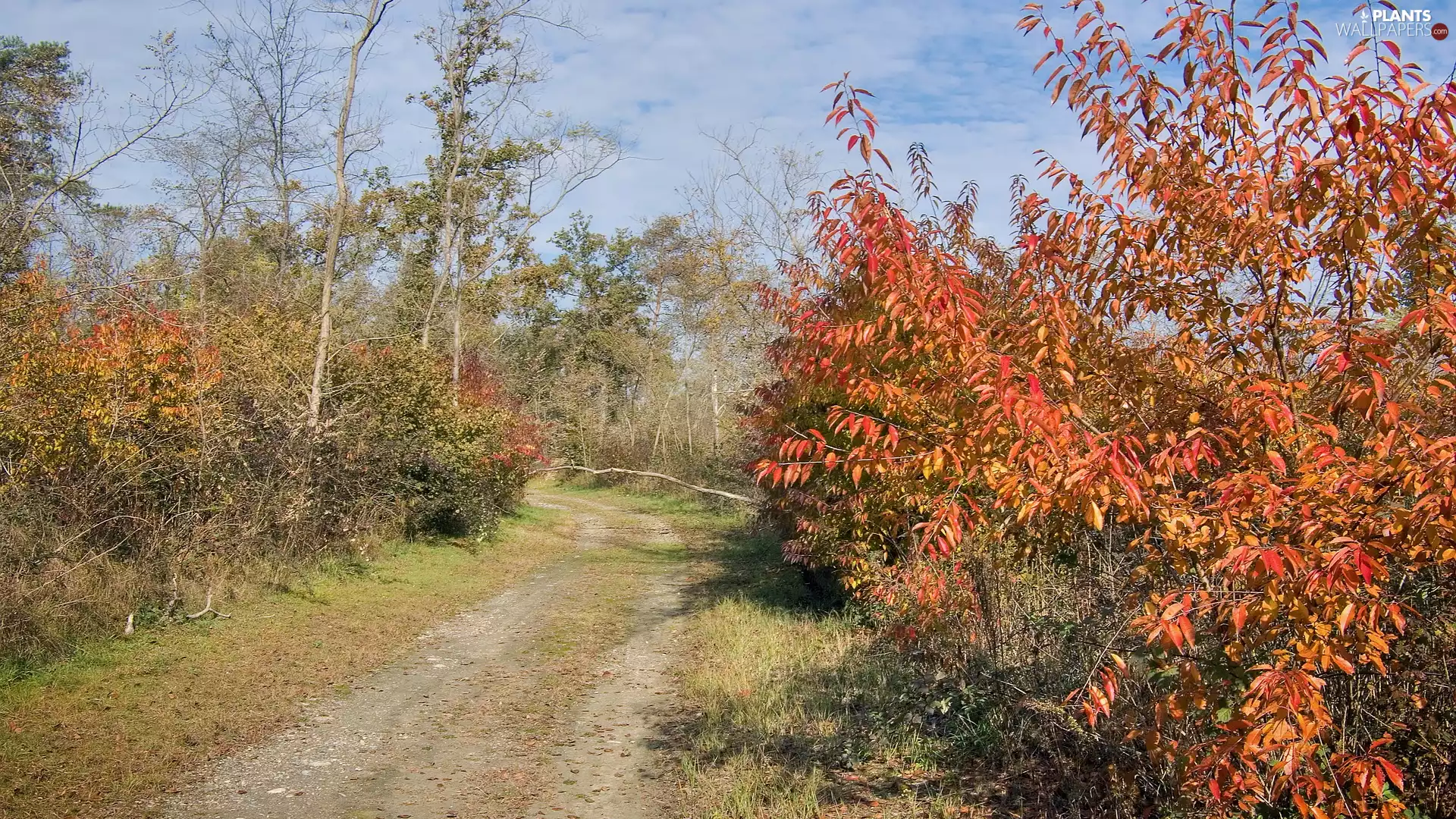 Bush, Way, viewes, grass, Field, trees, autumn