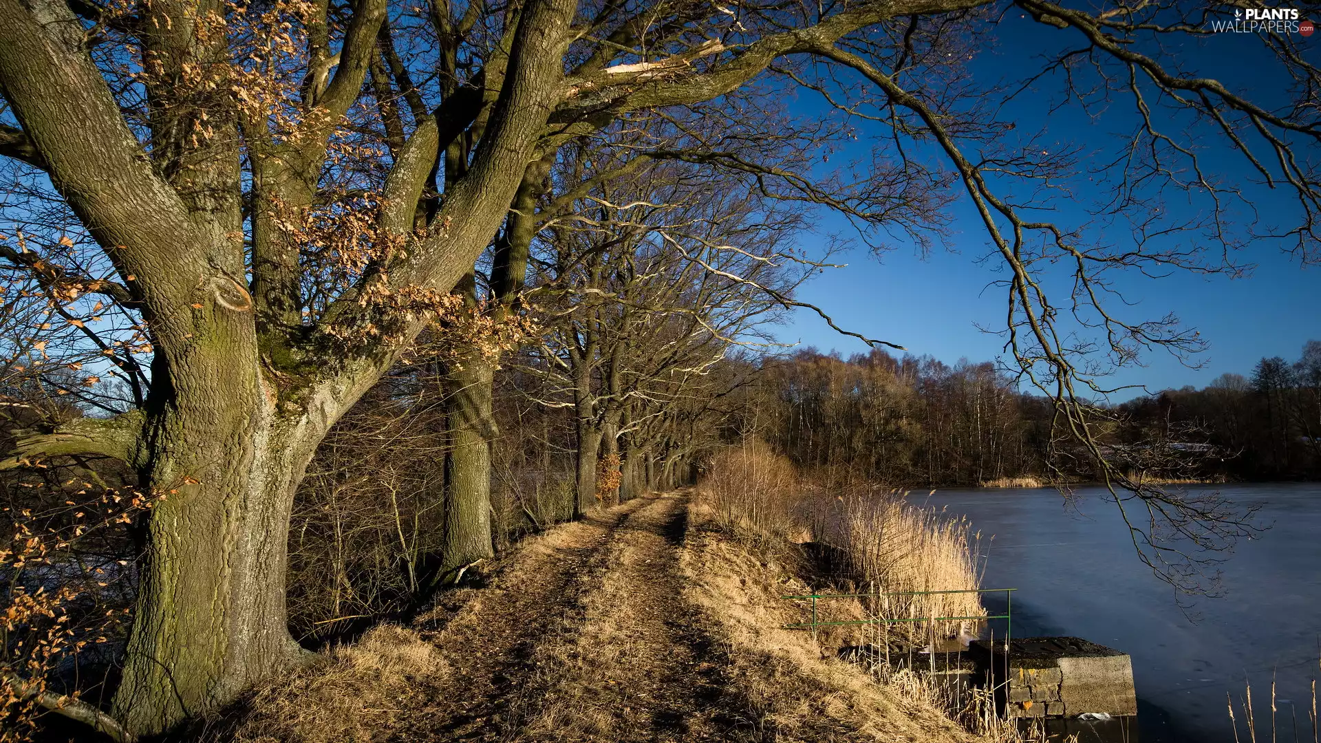 trees, lake, dry, grass, viewes, Way