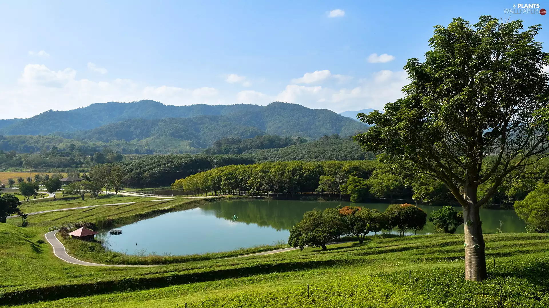trees, lake, Mountains, grass, viewes, Way