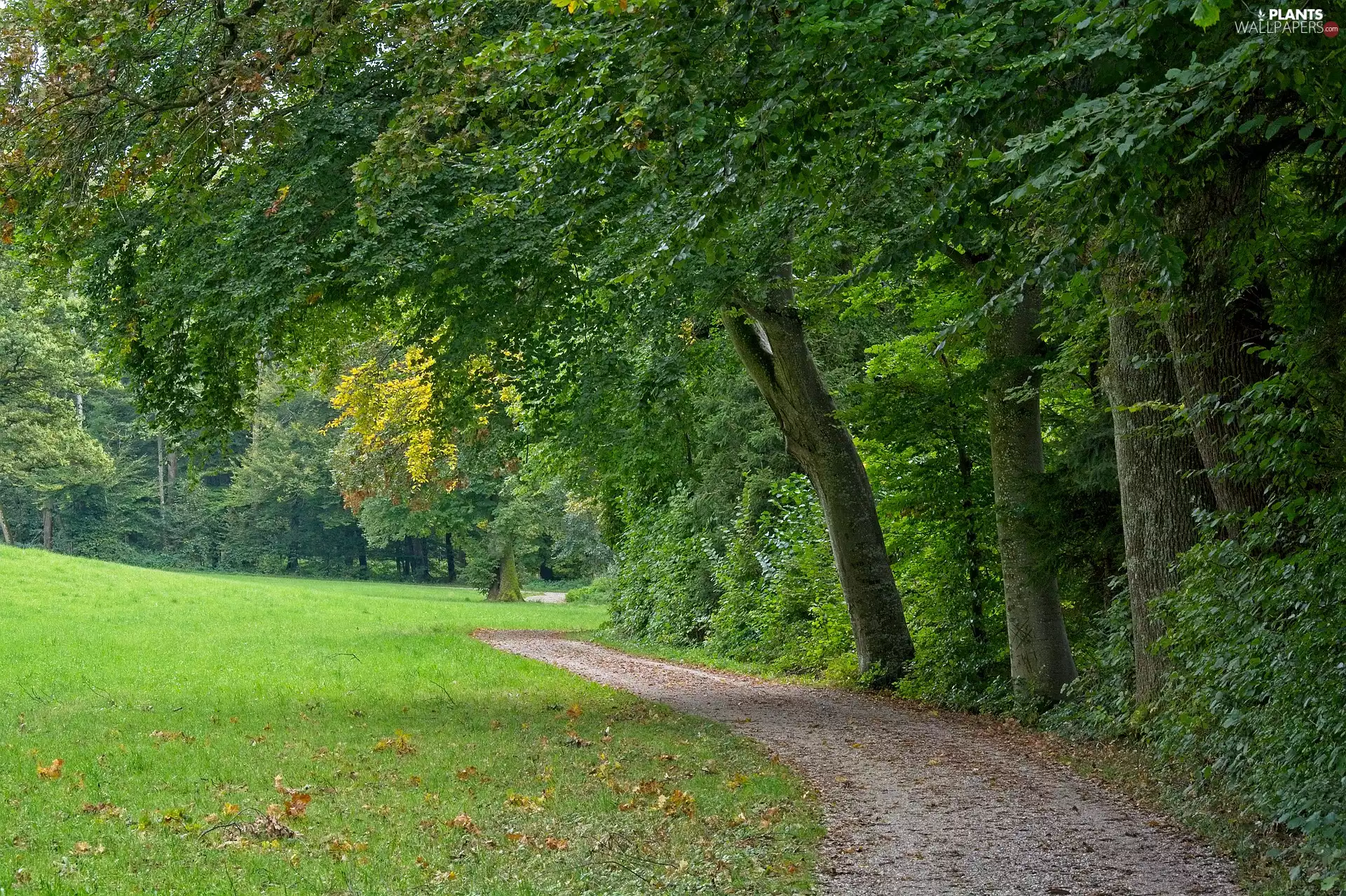 forest, trees, Way, viewes, green ones, Field, grass