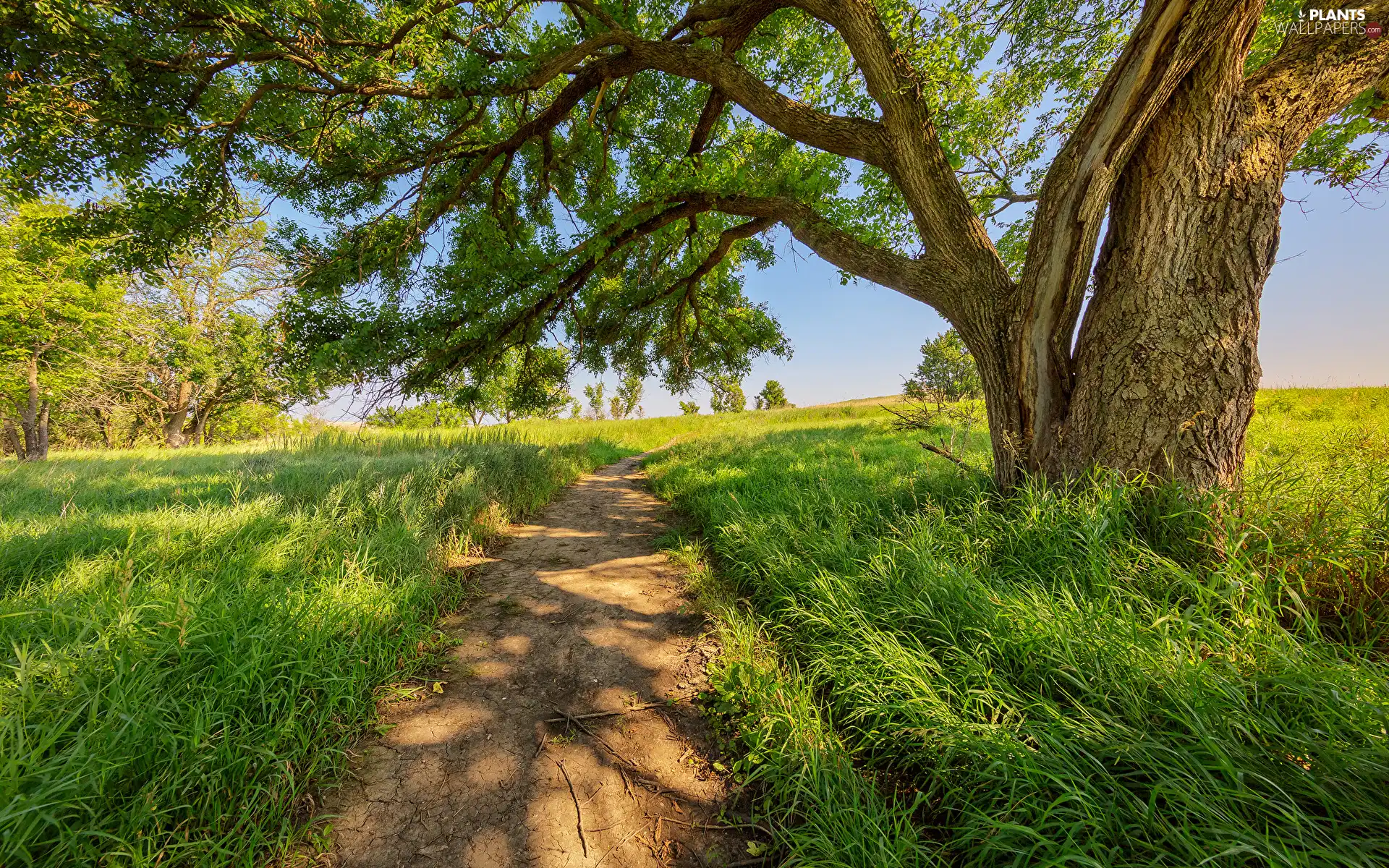 grass, trees, Way