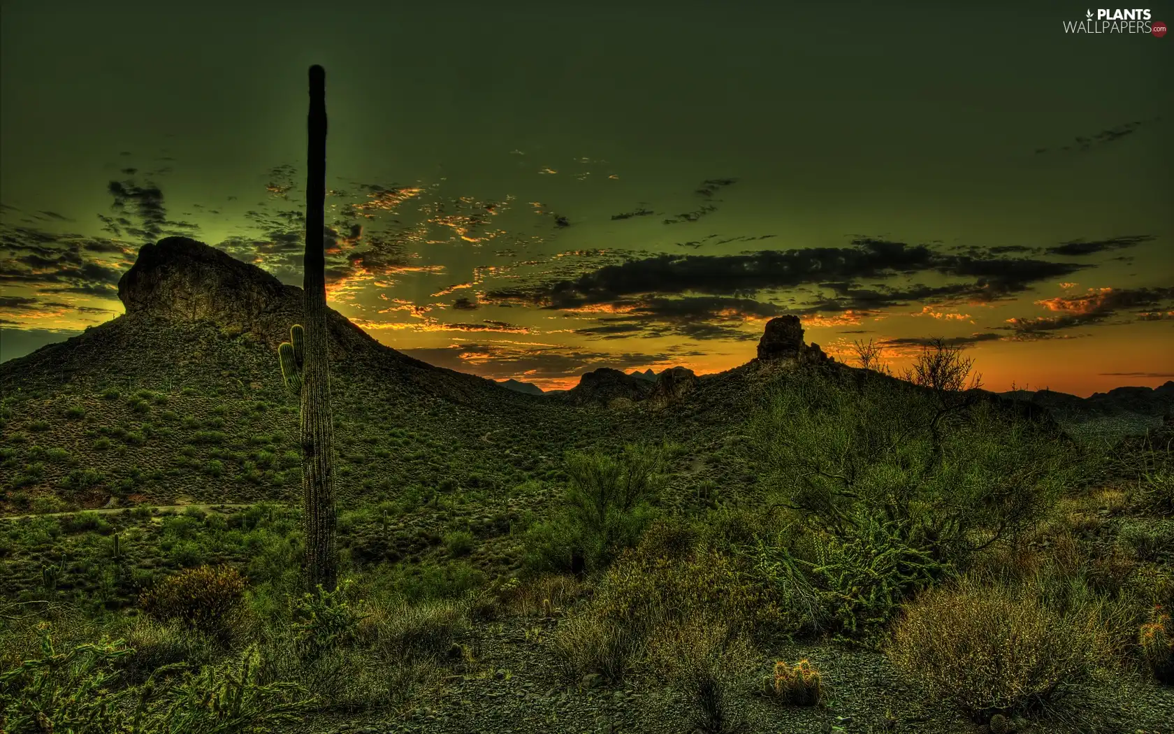 west, Cactus, grass, sun