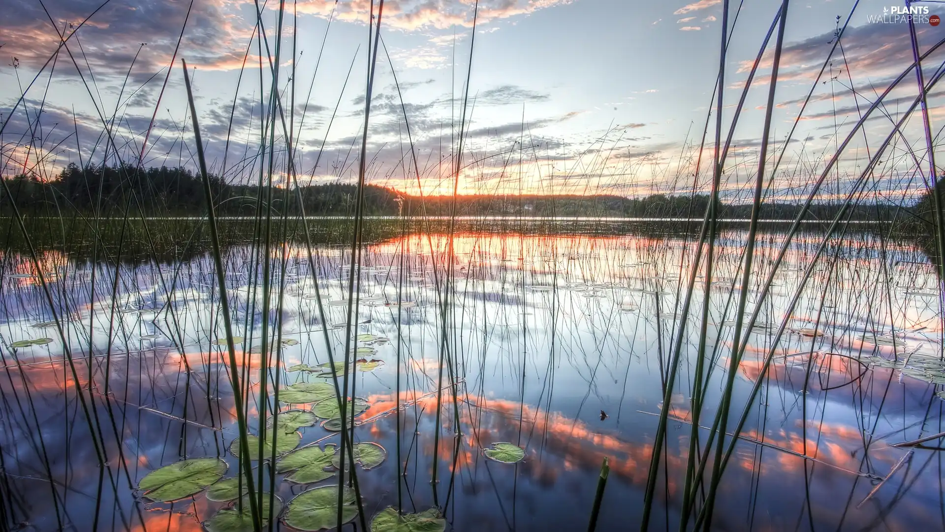 west, lake, grass, sun