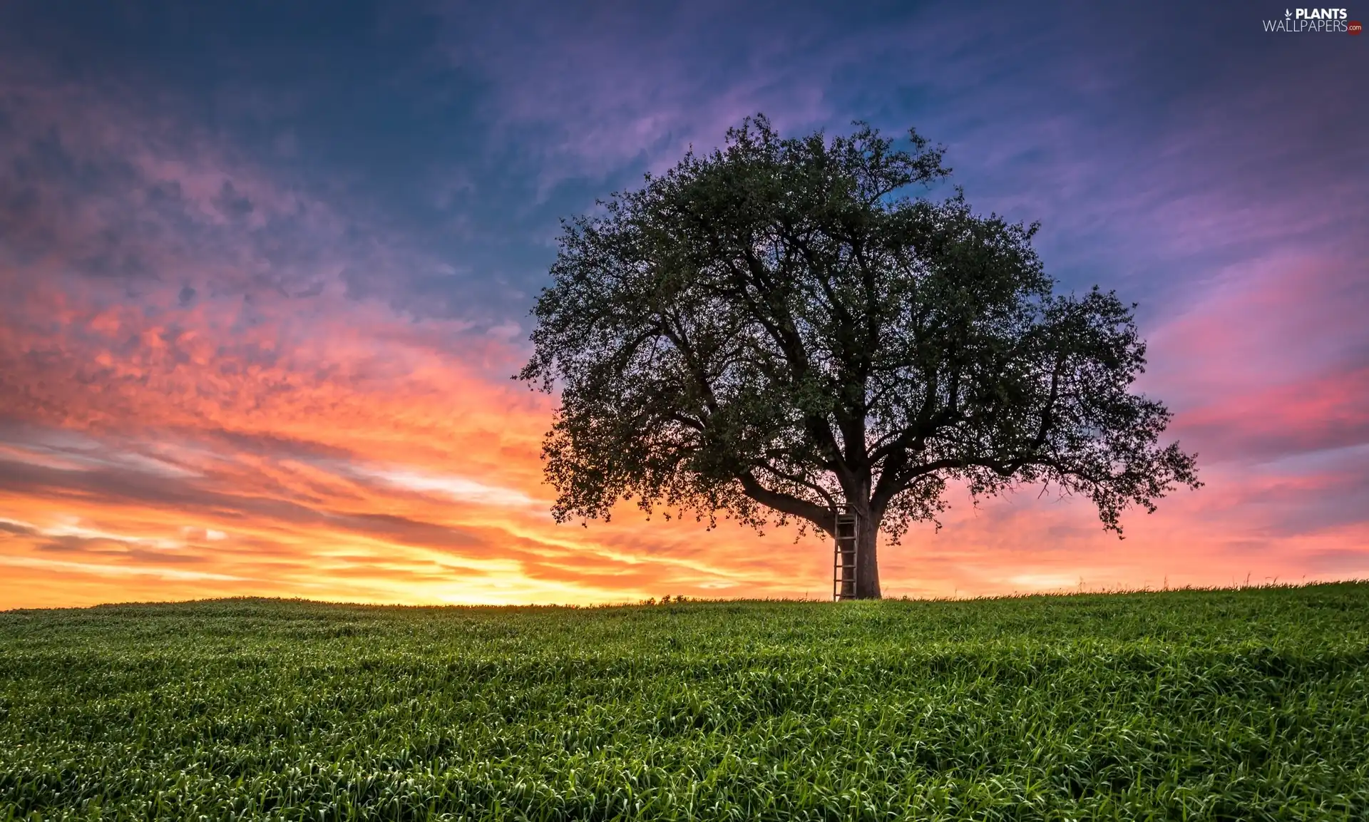 west, trees, grass, sun