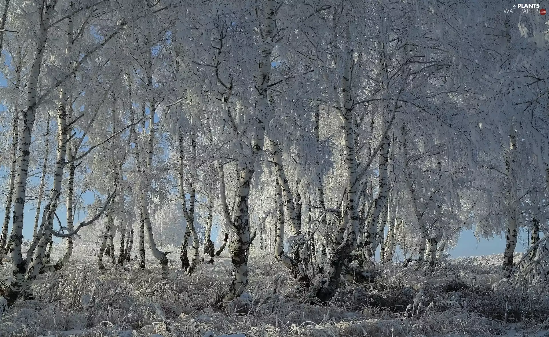 viewes, frosty, White frost, trees, winter, birch, grass