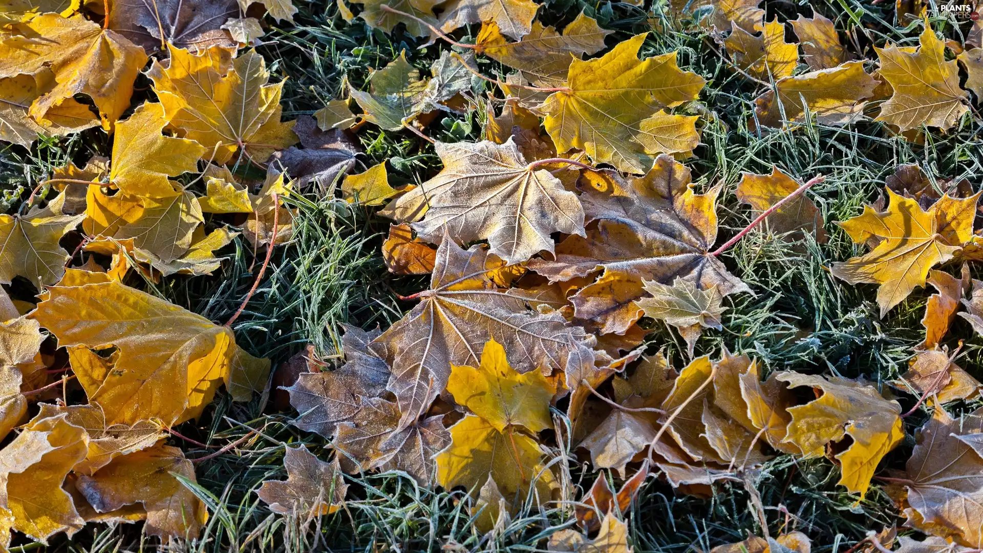 Autumn, grass, White frost, Leaf