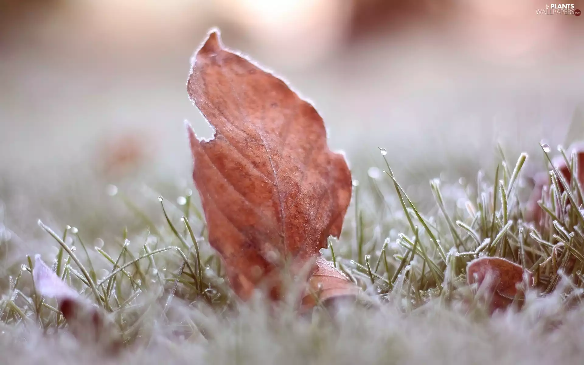autumn, grass, White frost, Leaf