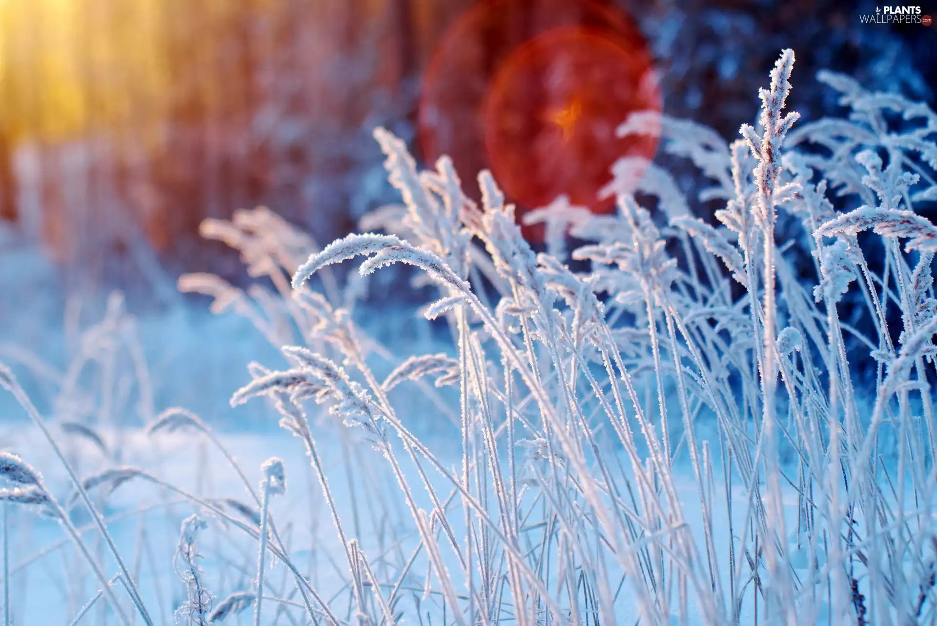 White frost, winter, grass