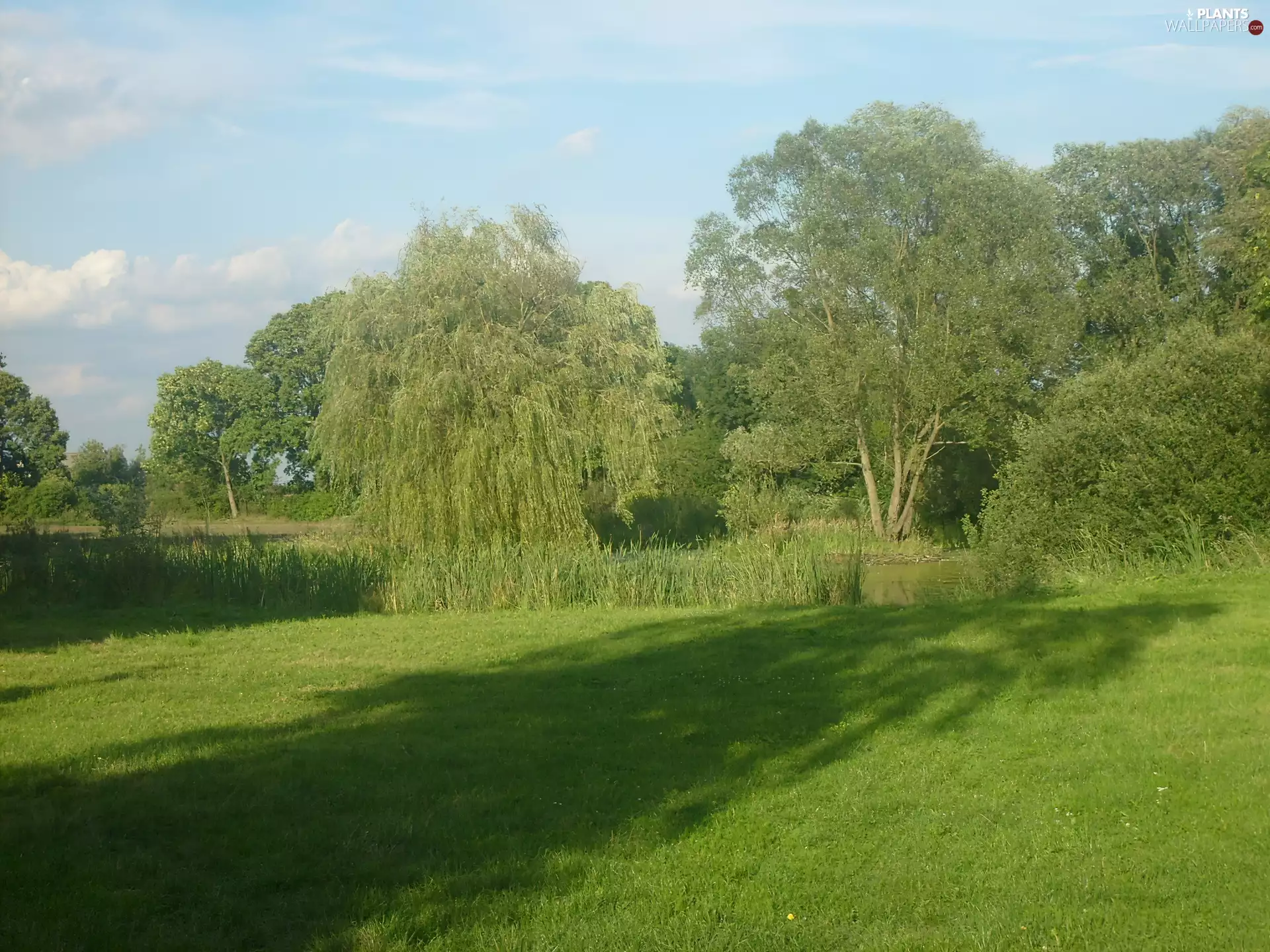 Willow, trees, viewes, grass