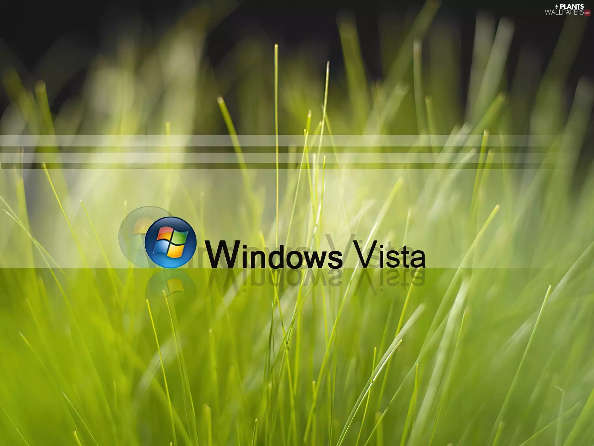 Green, grass, windows, Vista, logo