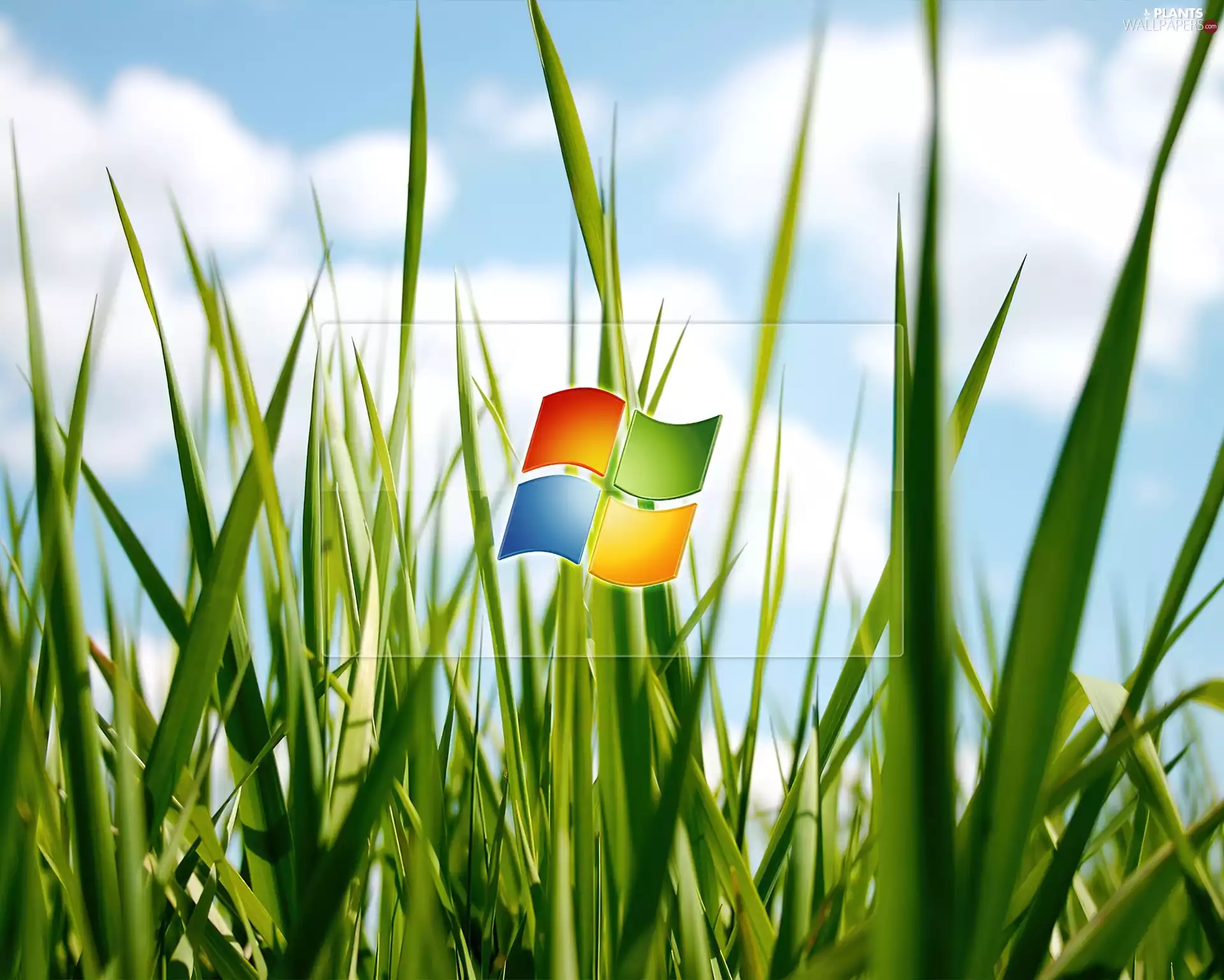 grass, logo, windows