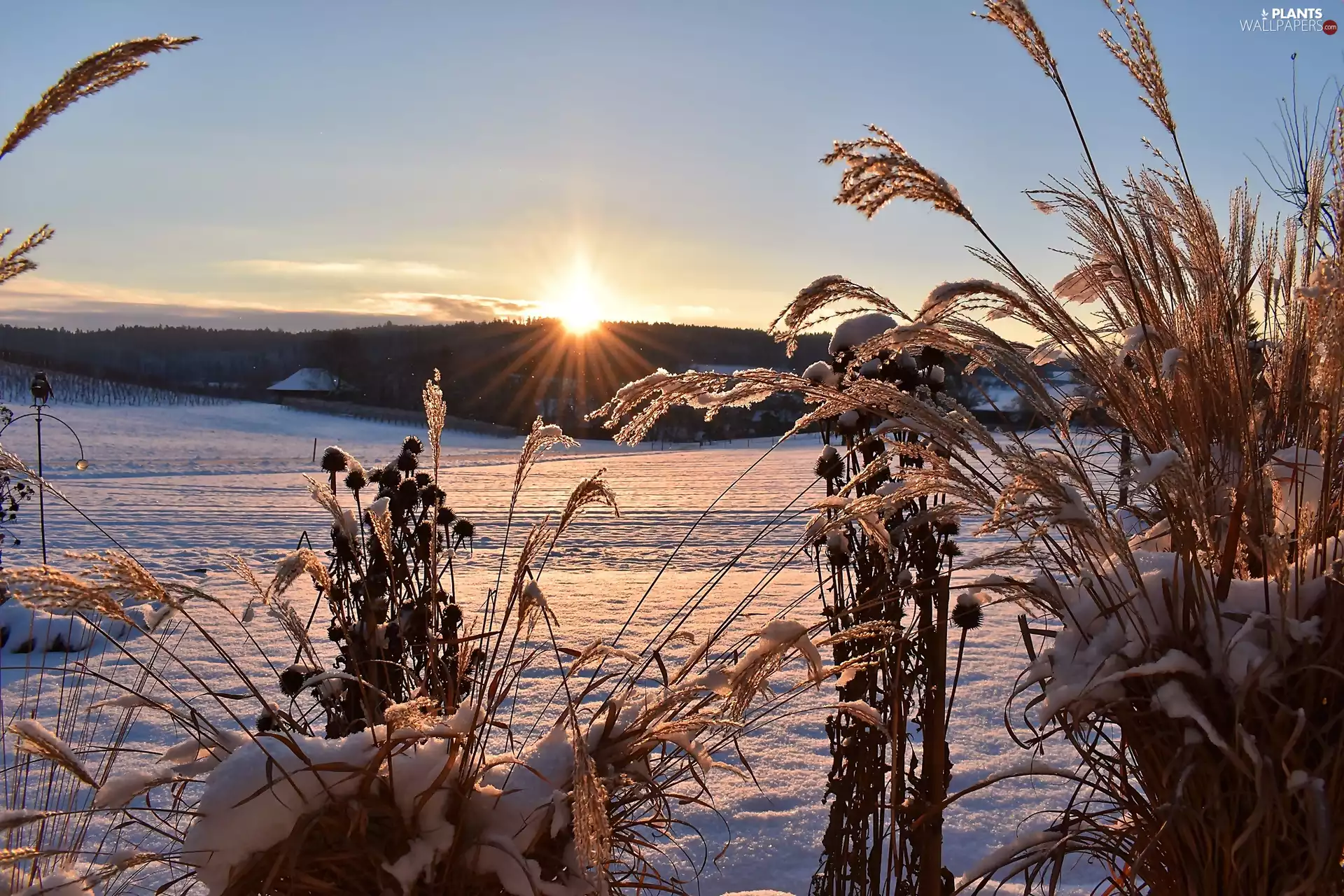 winter, Field, Sunrise, grass