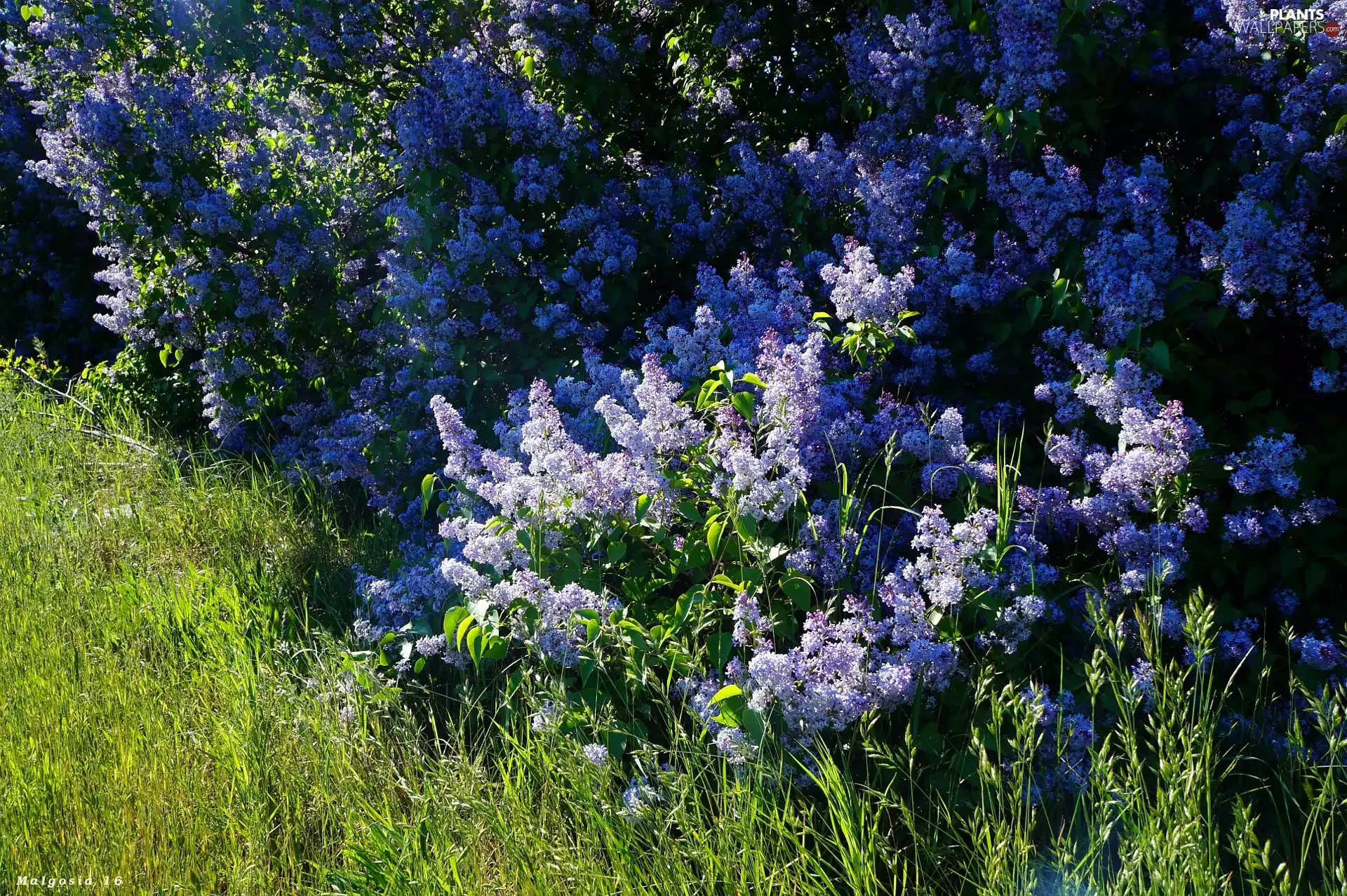 grass, flower, without