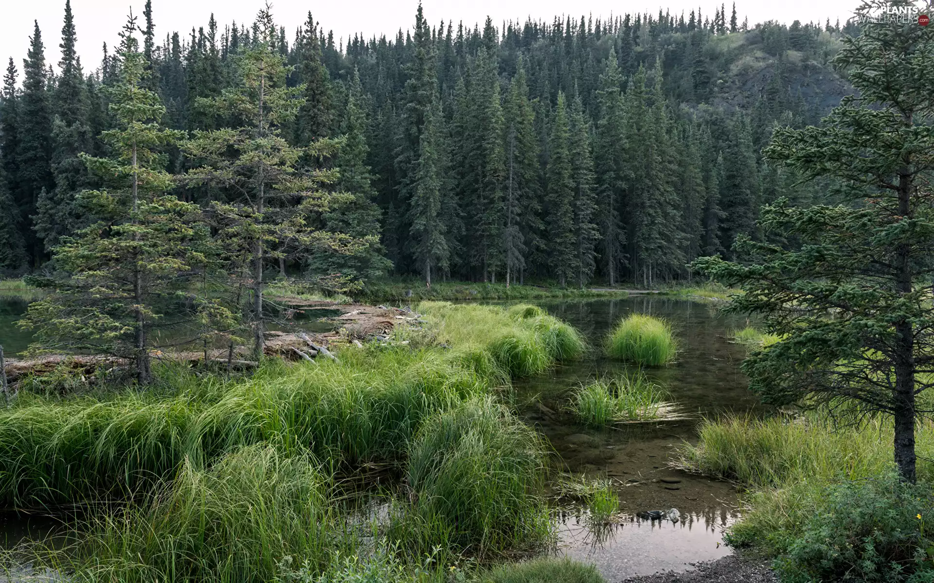 trees, lake, woods, grass, viewes, green ones