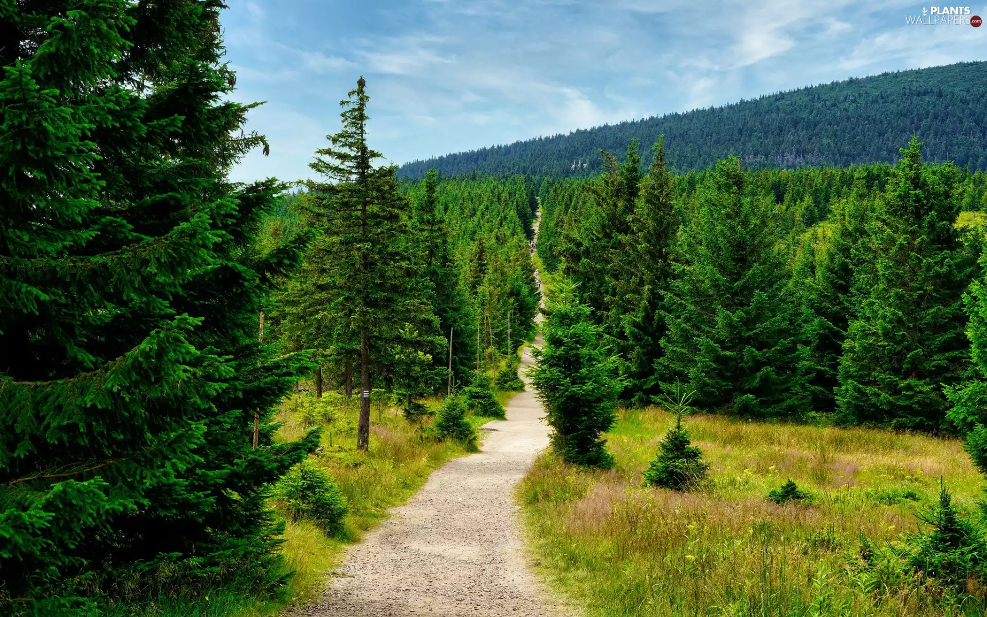 trees, Mountains, Path, grass, viewes, woods