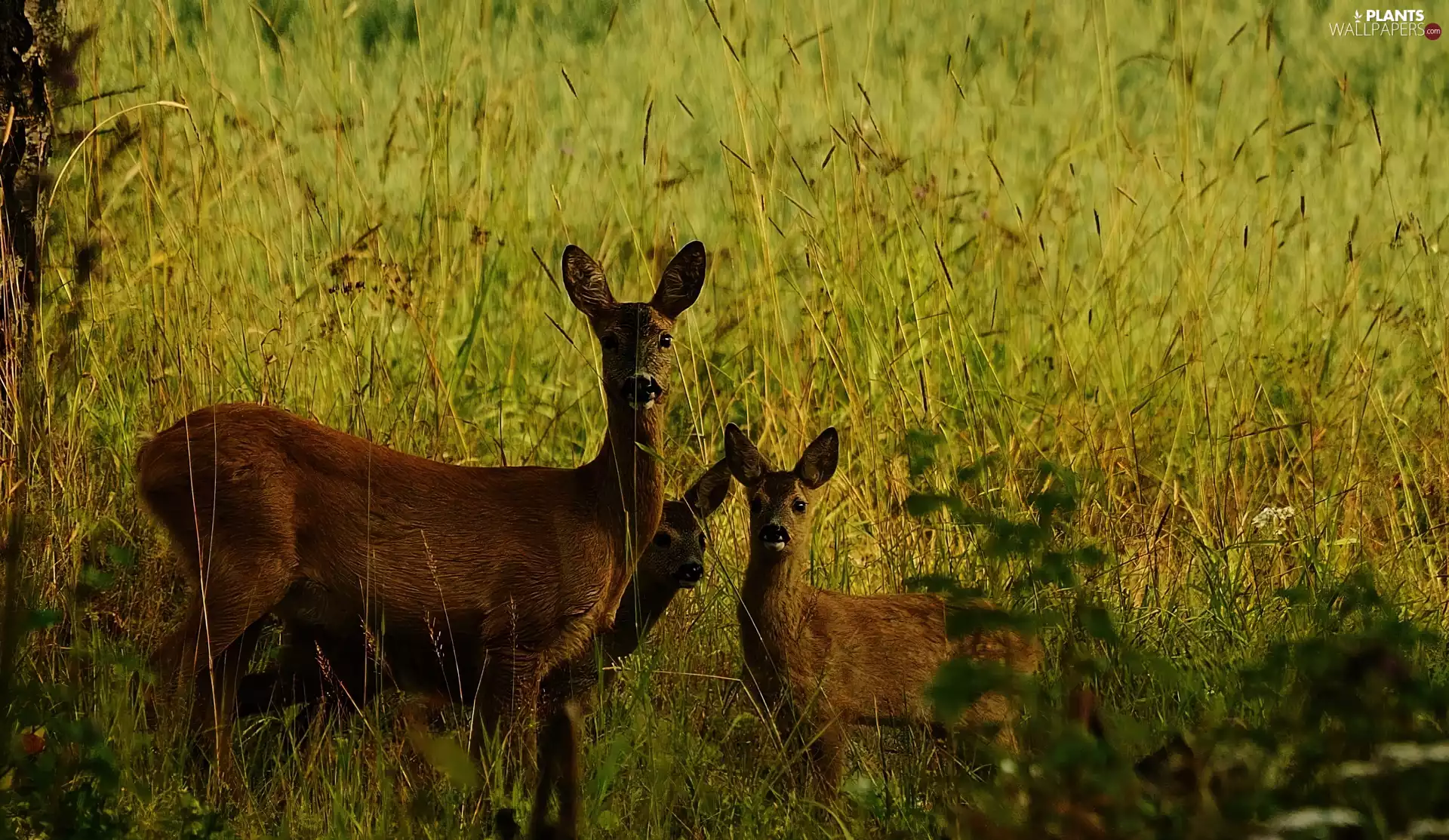 grass, roe, young