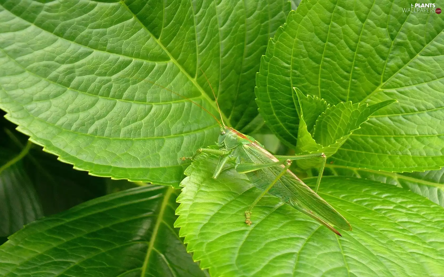 grasshopper, Green, leaf
