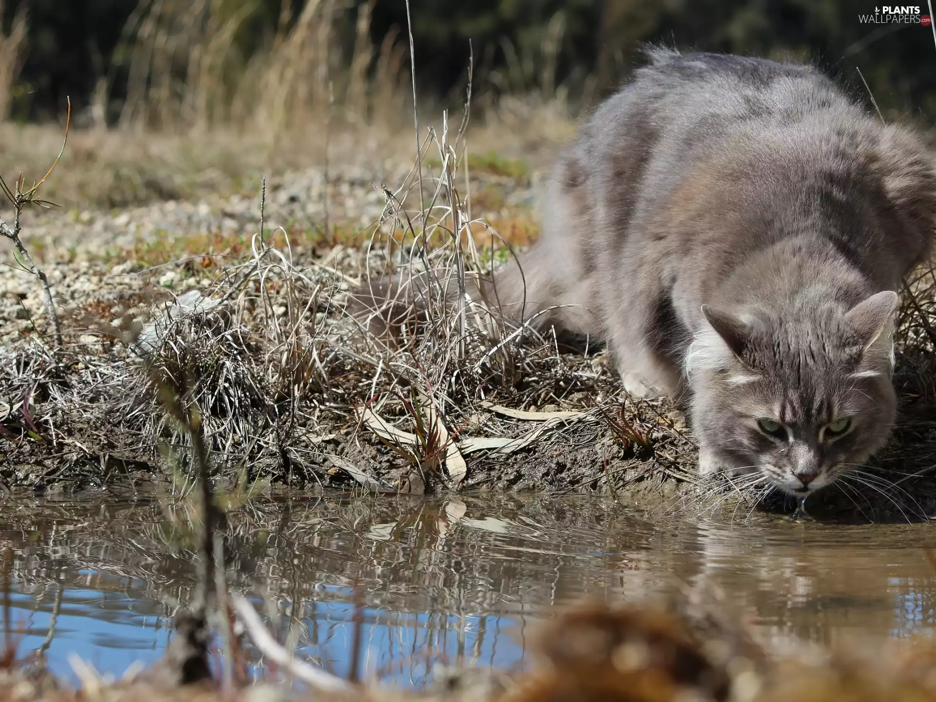 Gray, Siberian Cat