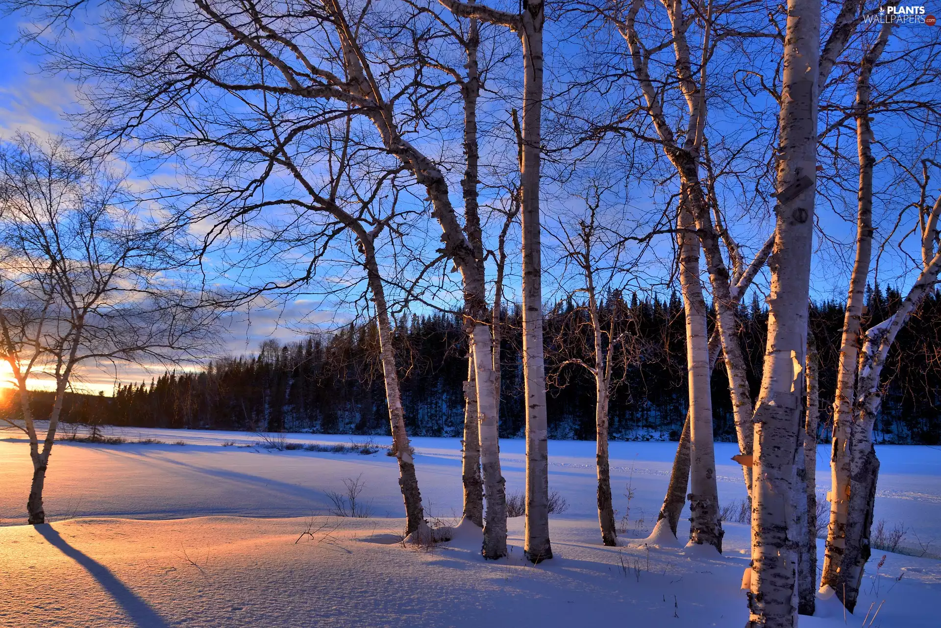 trees, winter, birch, Great Sunsets, viewes, snow