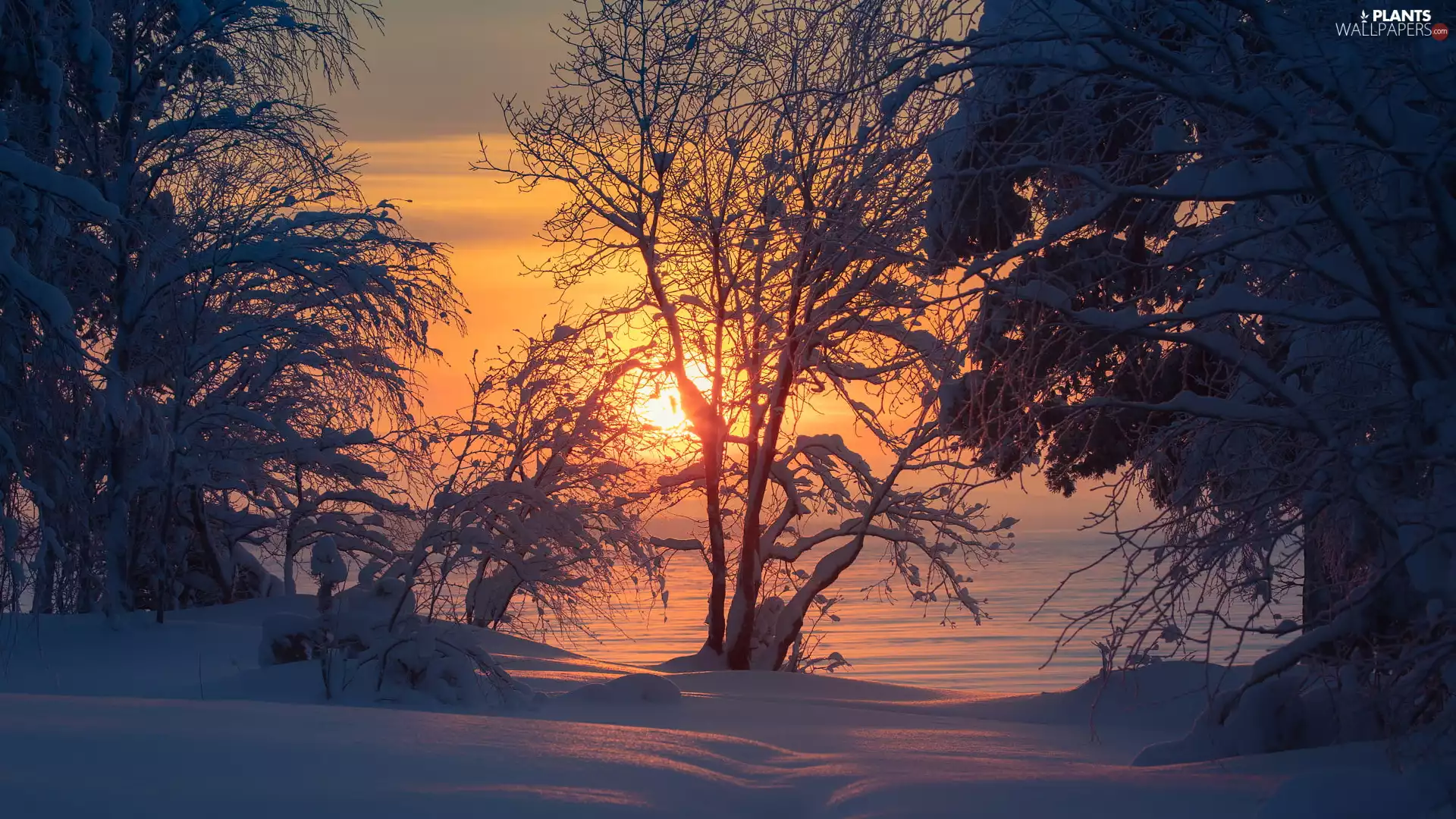 trees, winter, Bush, Great Sunsets, viewes, Snowy