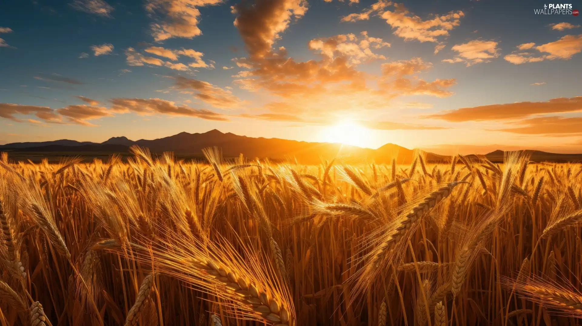corn, Field, clouds, Great Sunsets, Sky, Ears