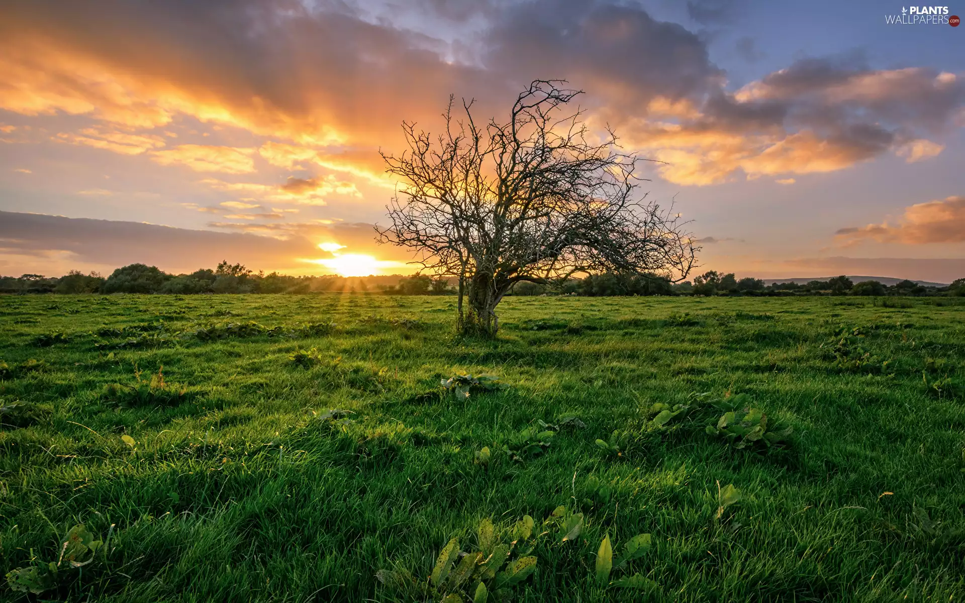 green, Meadow, clouds, Great Sunsets, trees, grass