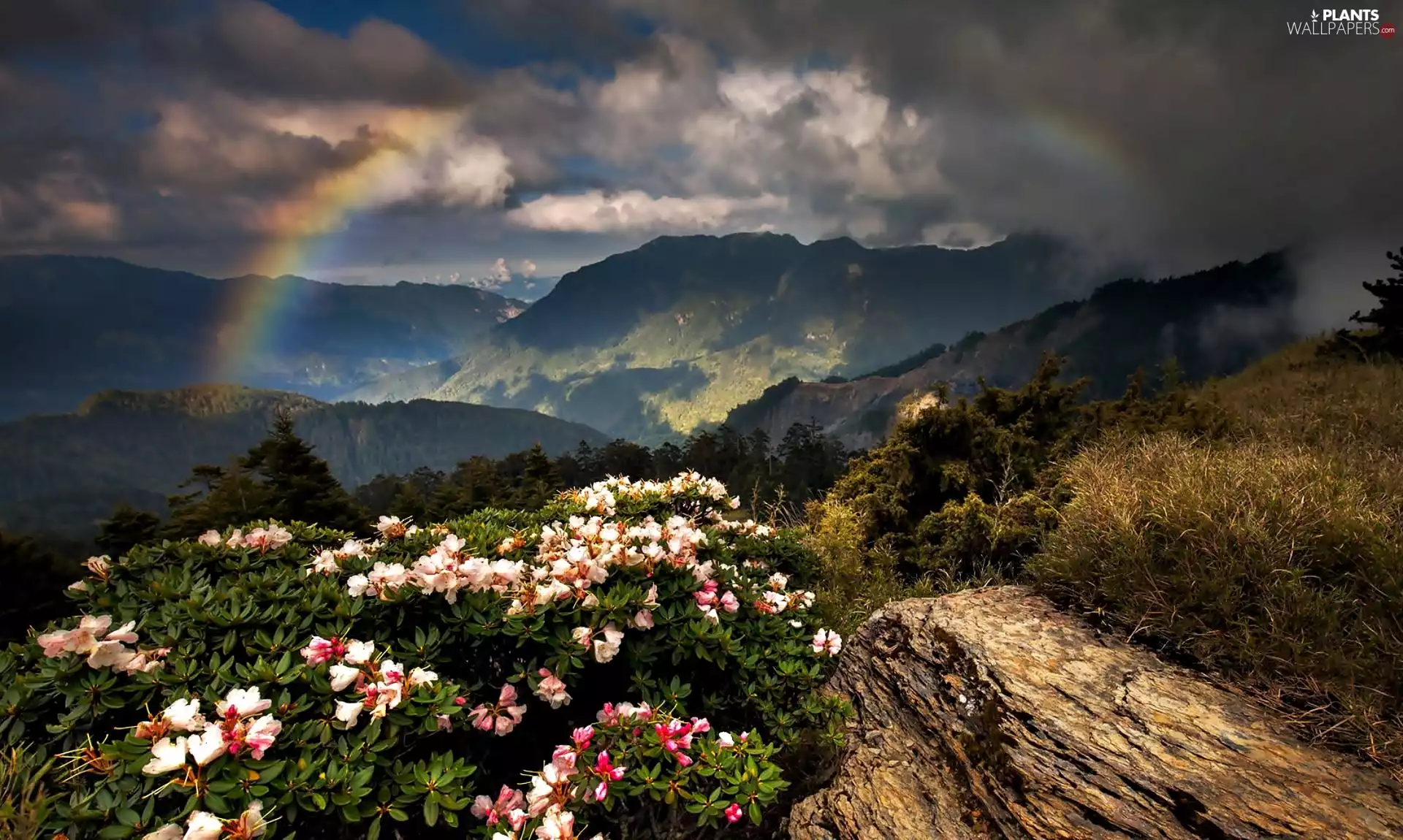 Meadow, Mountains, clouds, Great Rainbows, Rhododendrons, woods