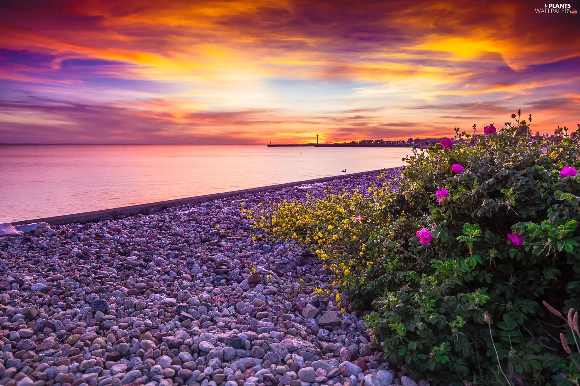 Briar, Stones, clouds, Great Sunsets, Flowers, Bush