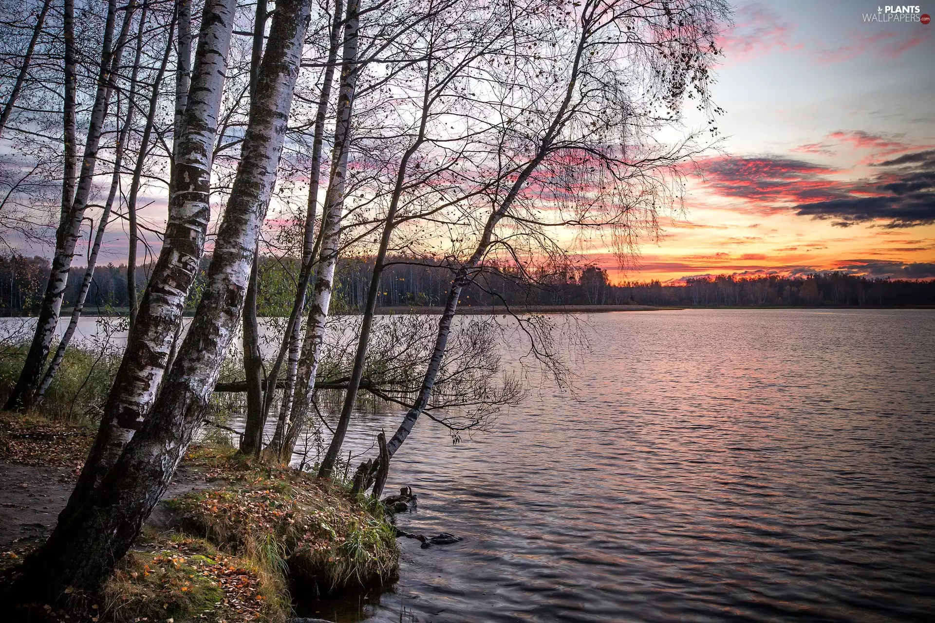 birch, trees, clouds, Great Sunsets, lake, viewes