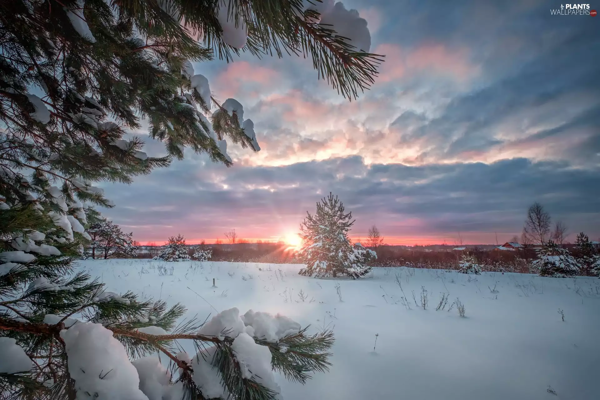 trees, winter, clouds, Great Sunsets, viewes, Snowy
