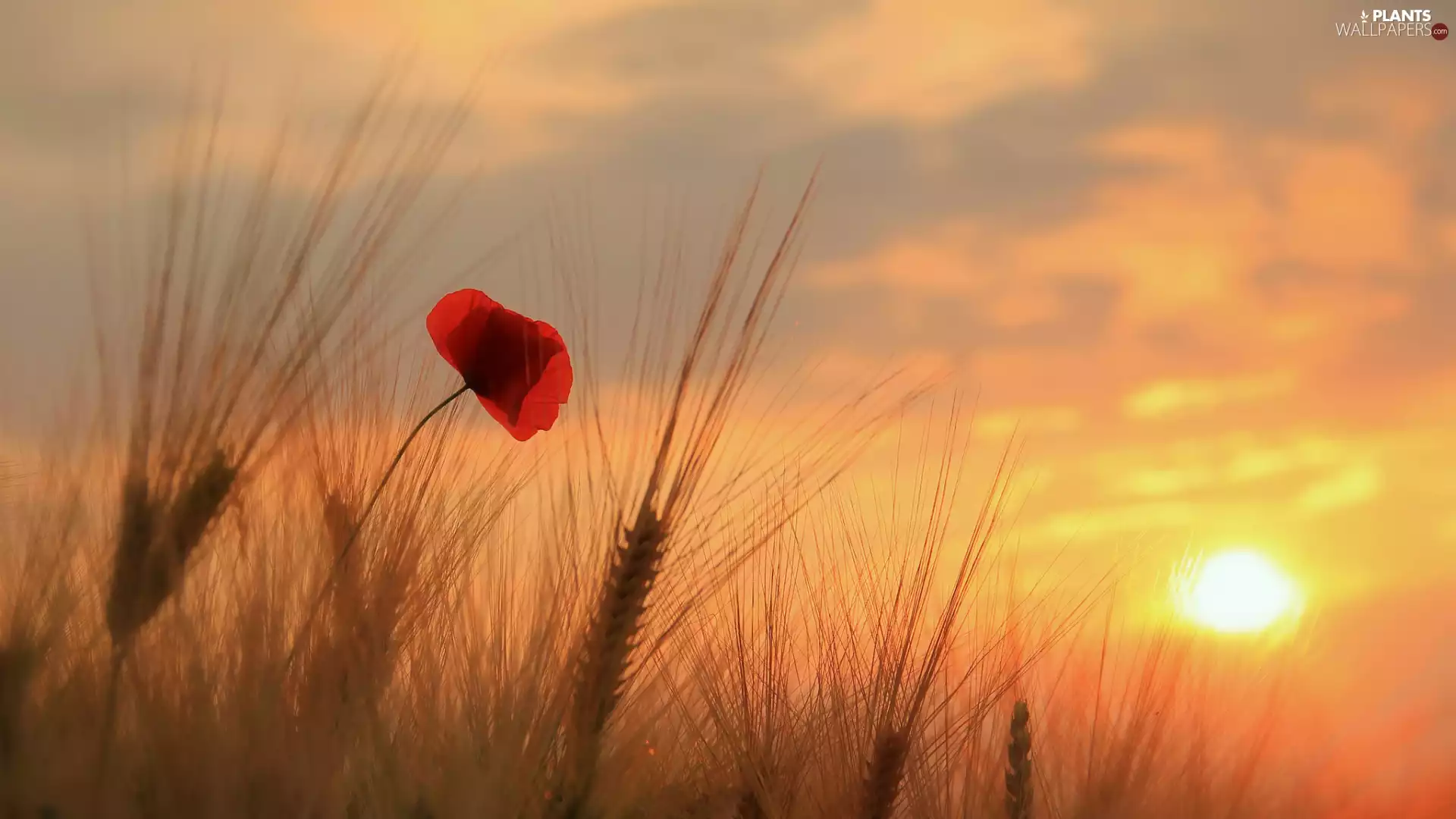 red weed, wheat, Great Sunsets, corn